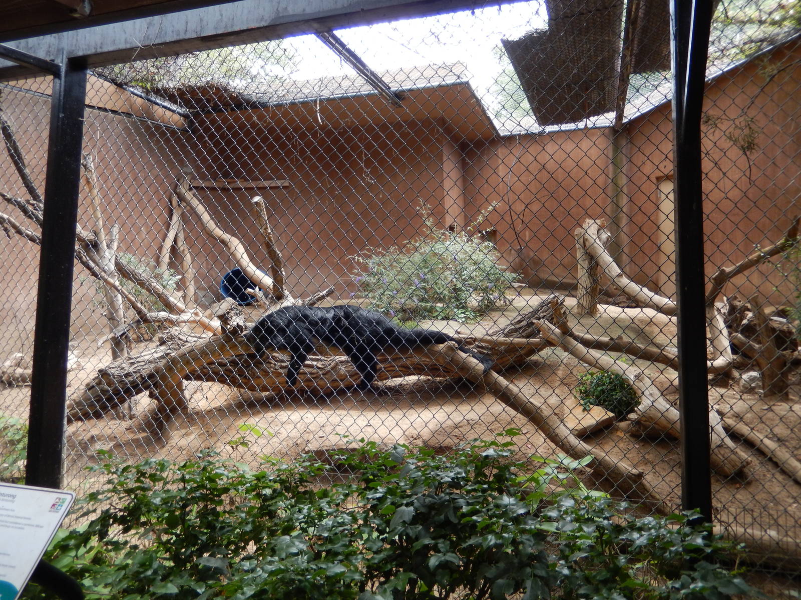 8/6/2015 - Binturong Exhibit
