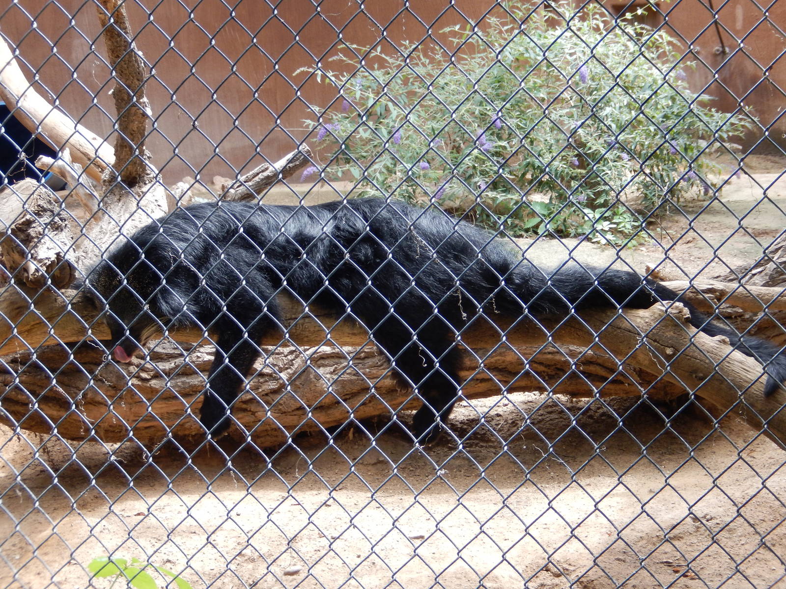 8/6/2015 - Binturong