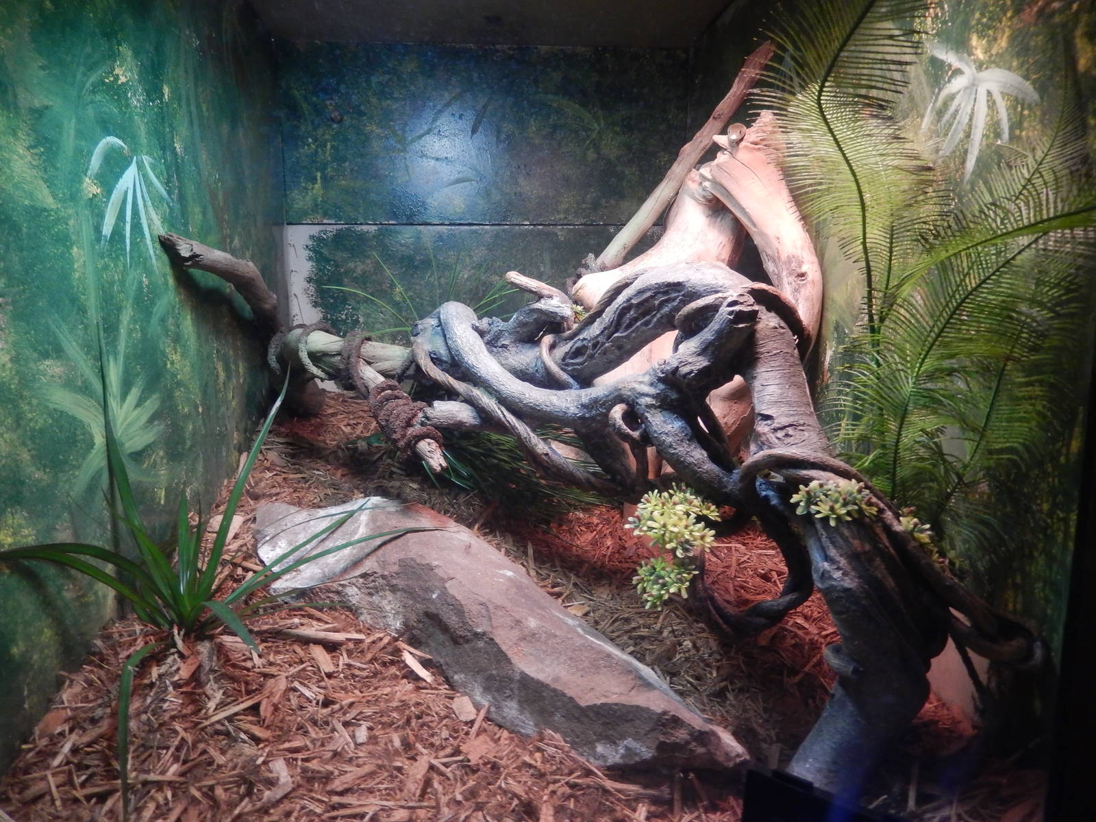 8/6/2015 - Black Mamba Terrarium