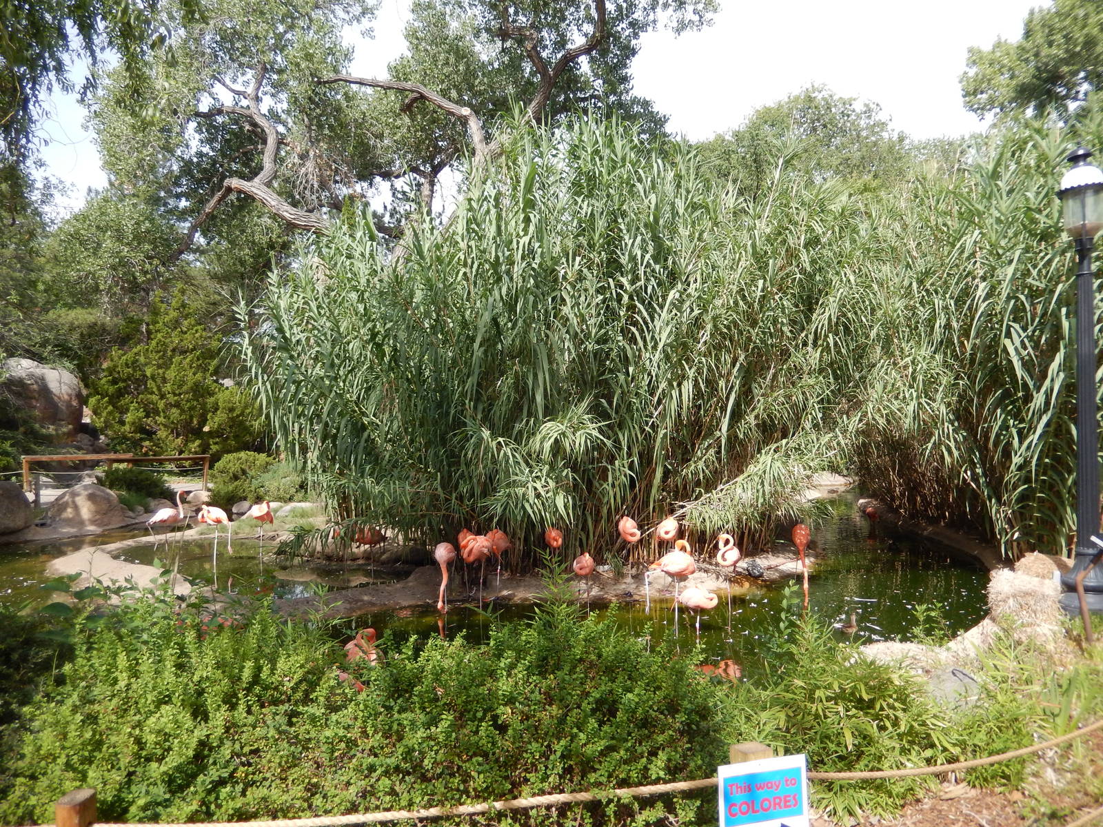 8/6/2015 - Caribbean Flamingo Lagoon