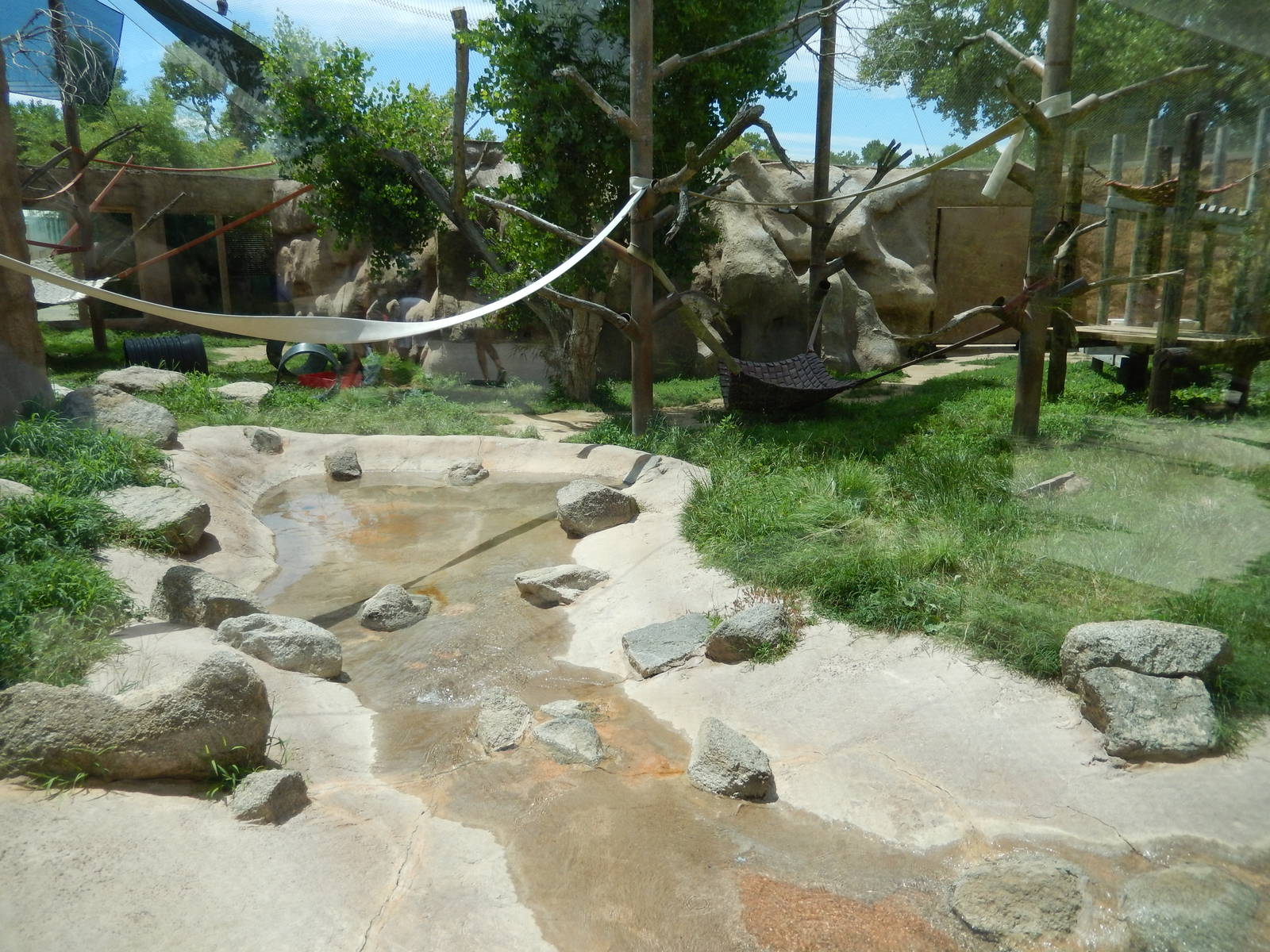 8/6/2015 - Chimpanzee Habitat