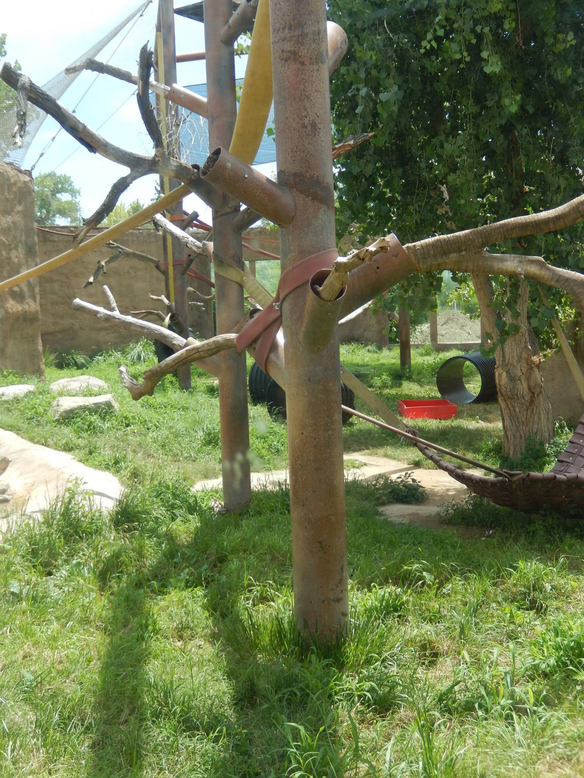 8/6/2015 - Chimpanzee Habitat