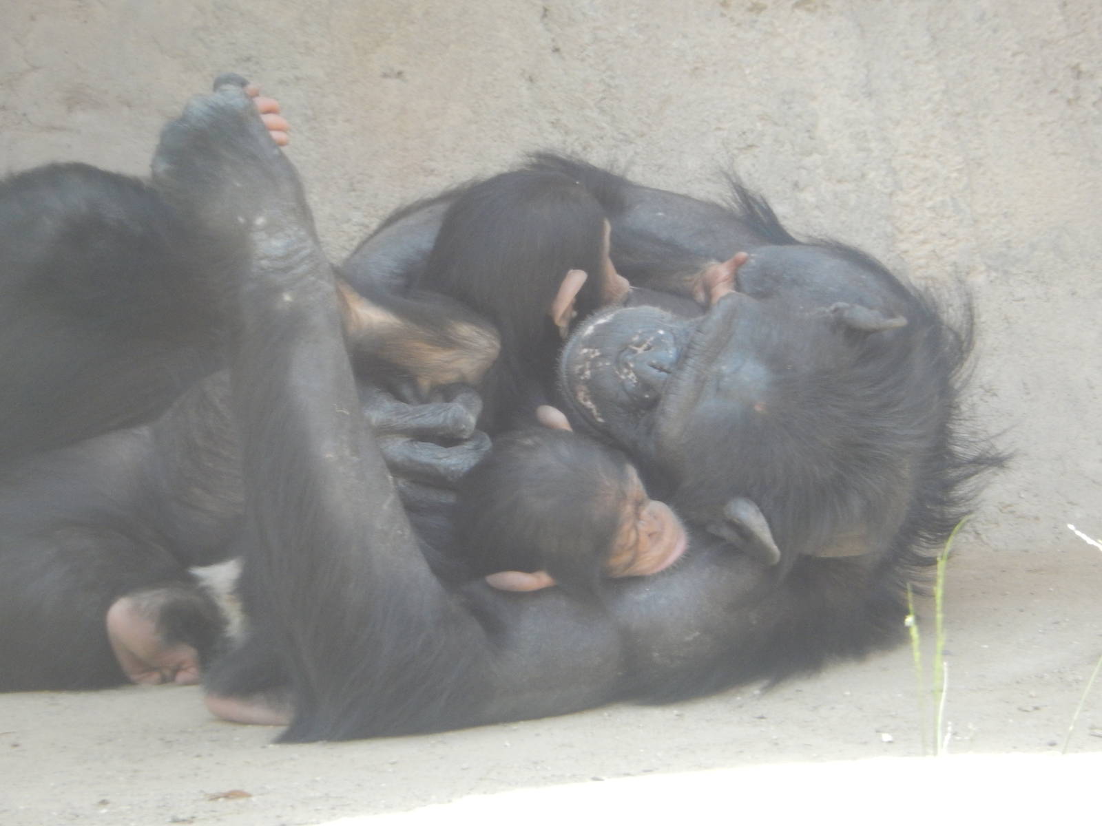 8/6/2015 - Chimpanzee Twins