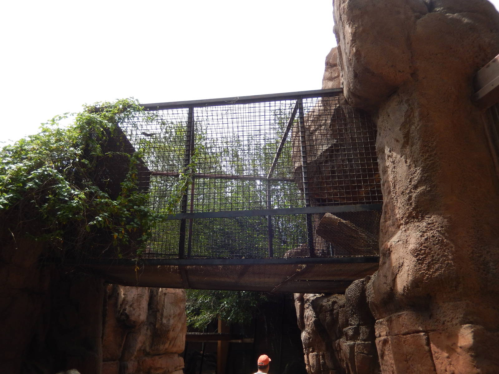 8/6/2015 - Cougar Exhibit (Overhead Section)