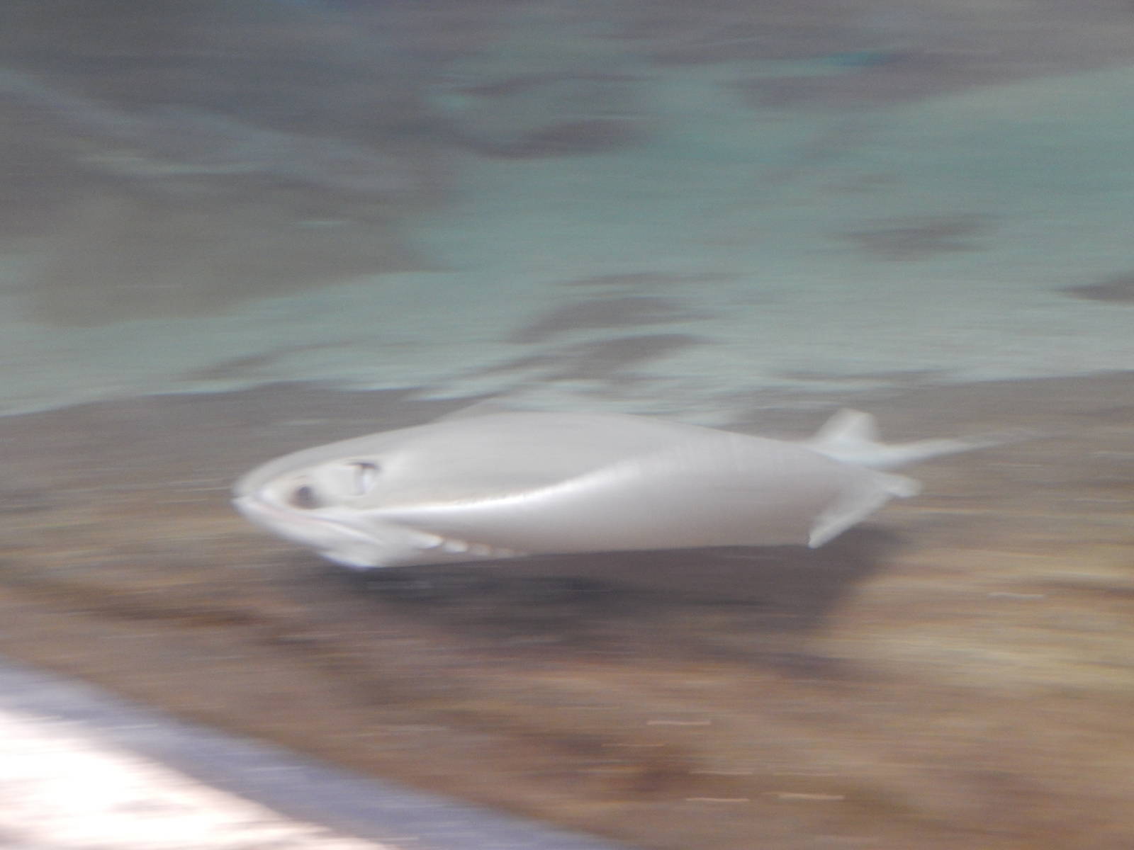 8/6/2015 - Cownose Ray