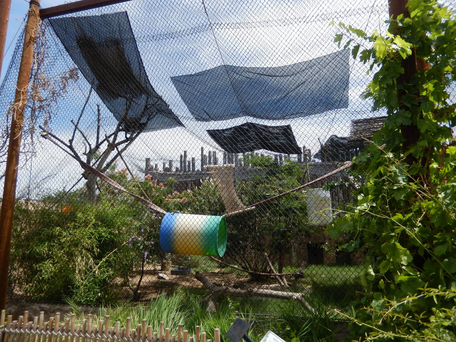 8/6/2015 - De Brazza's Monkey Habitat