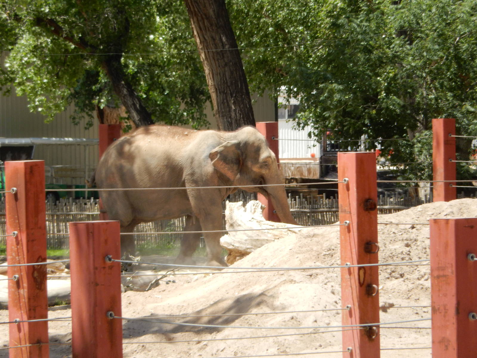 8/6/2015 - Female Asian Elephant