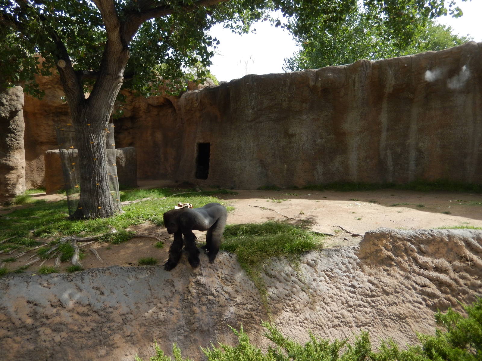 8/6/2015 - First Gorilla Exhibit (Right Half)