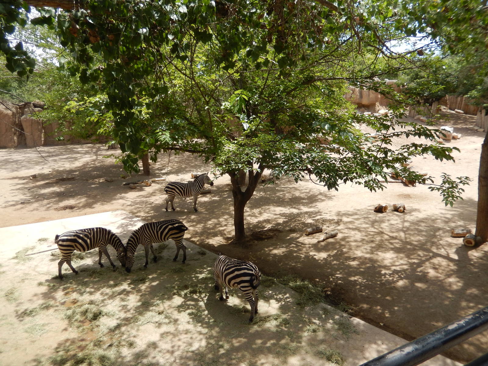 8/6/2015 - Grant's Zebra Habitat