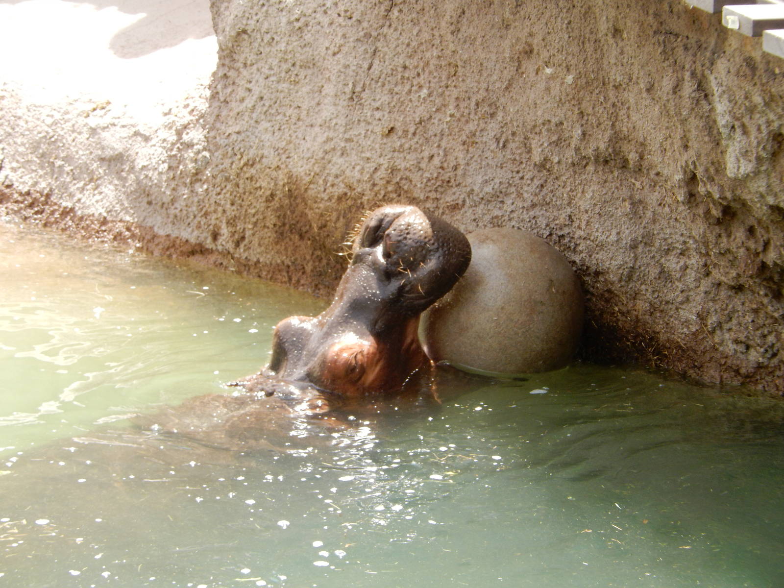 8/6/2015 - Hippo Playing With a Ball