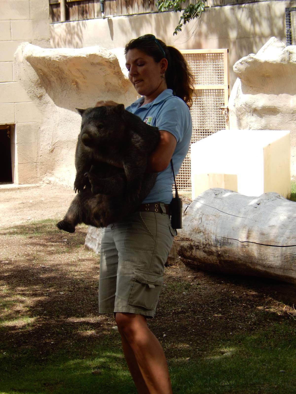 8/6/2015 - Keeper Holding a Wombat