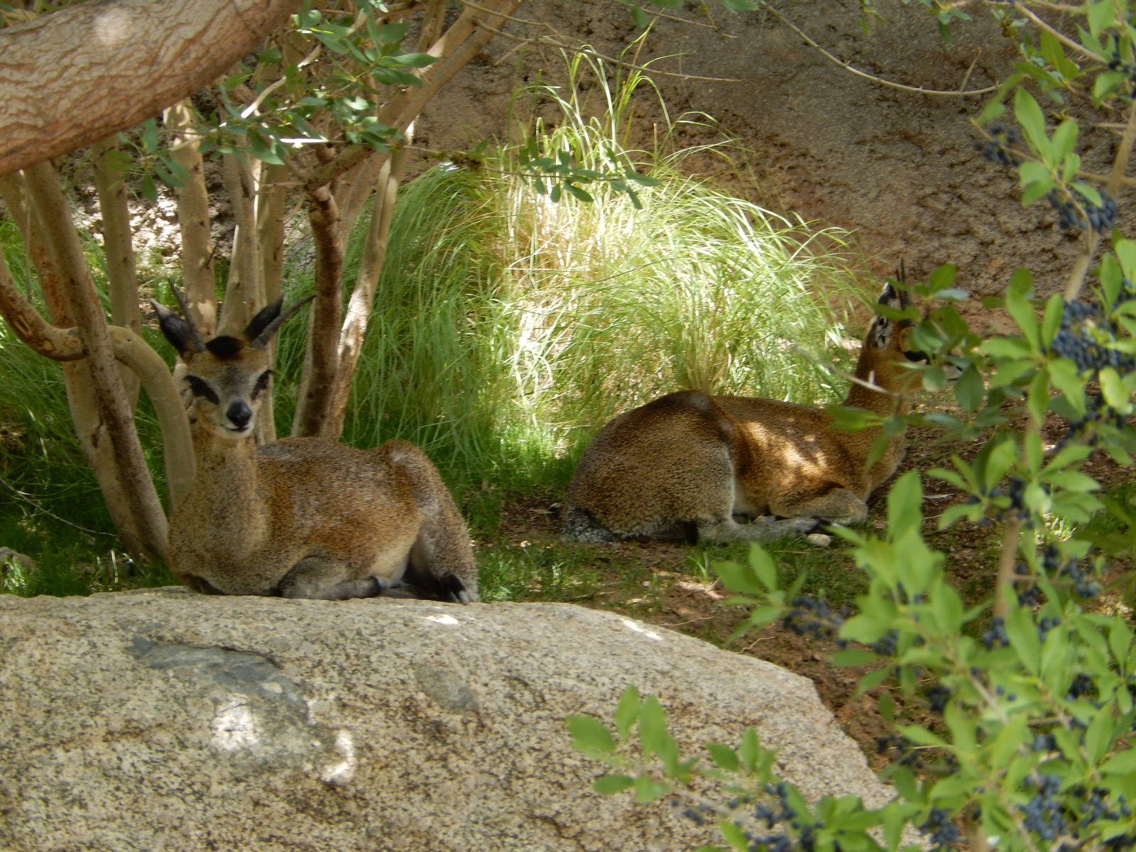 8/6/2015 - Klipspringers