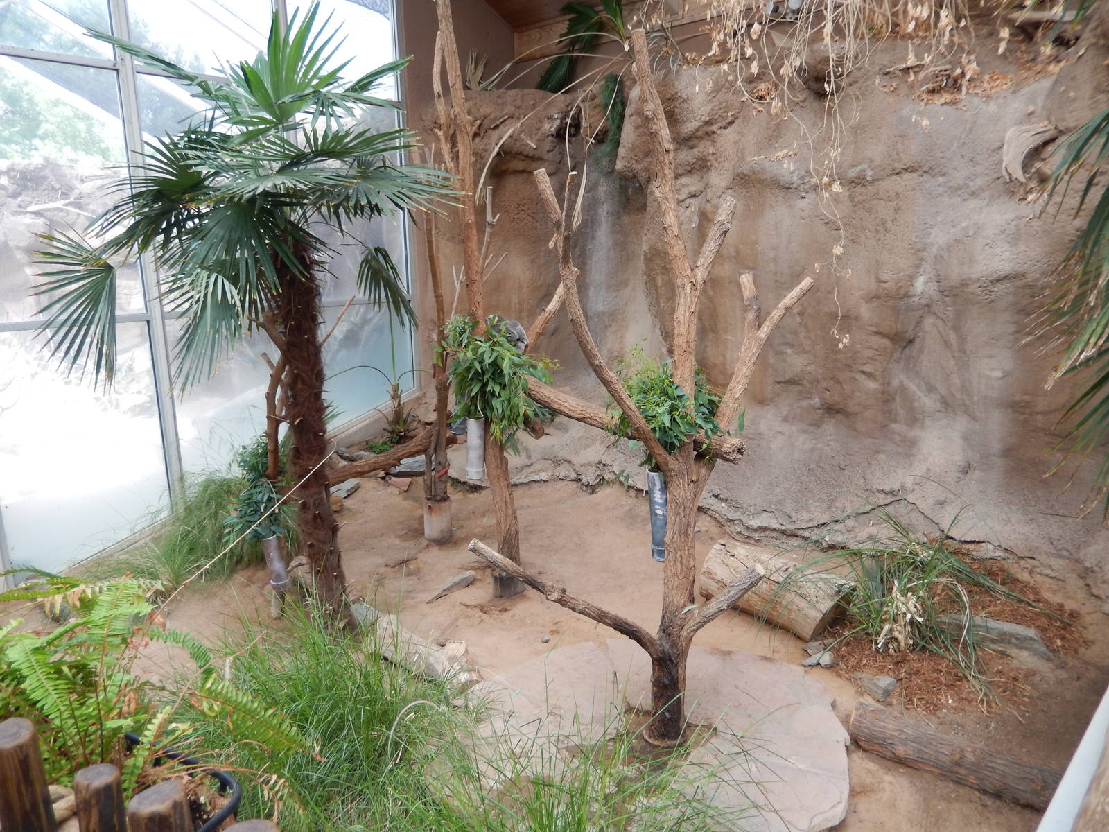 8/6/2015 - Koala Exhibit