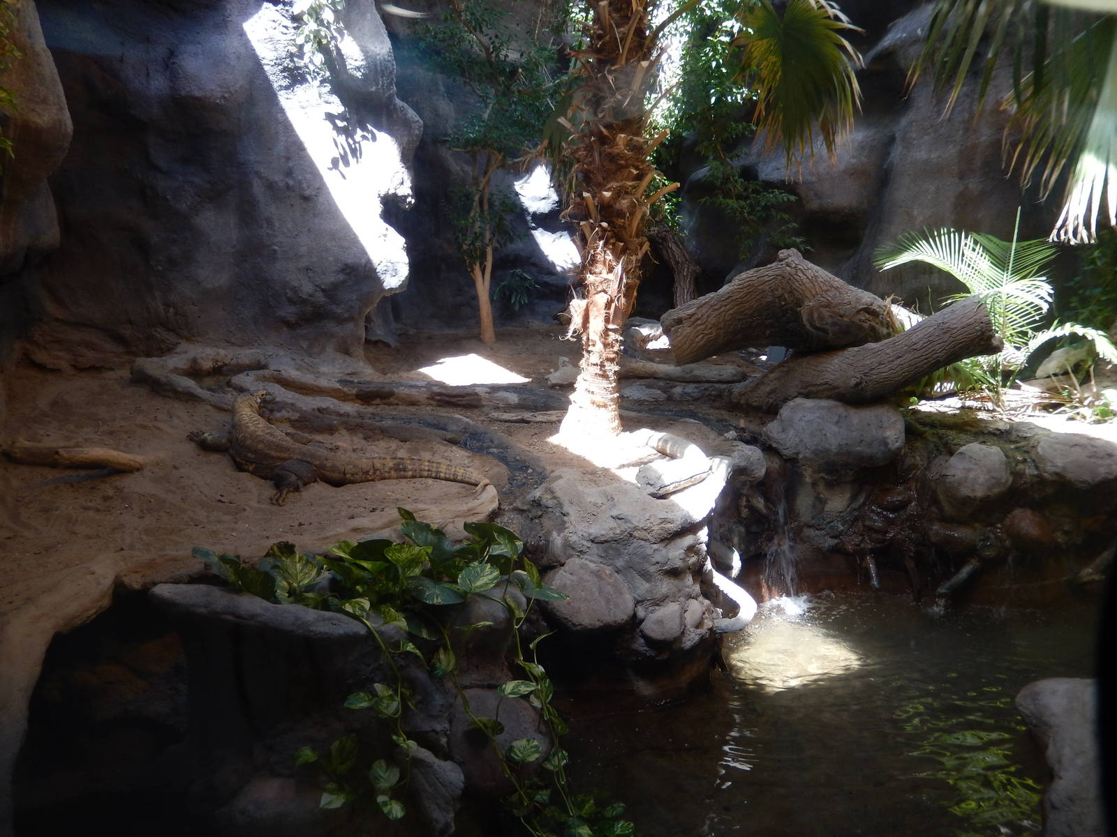 8/6/2015 - Komodo Dragon Exhibit