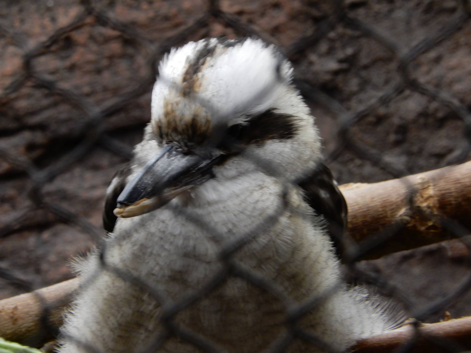 8/6/2015 - Kookaburra