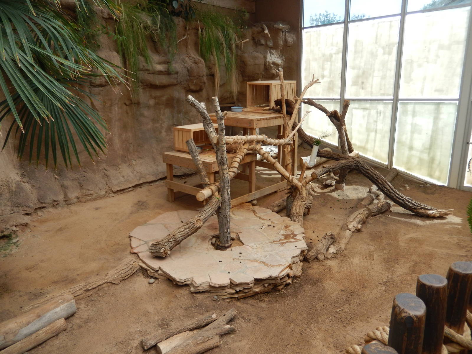 8/6/2015 - Matschie's Tree Kangaroo Exhibit