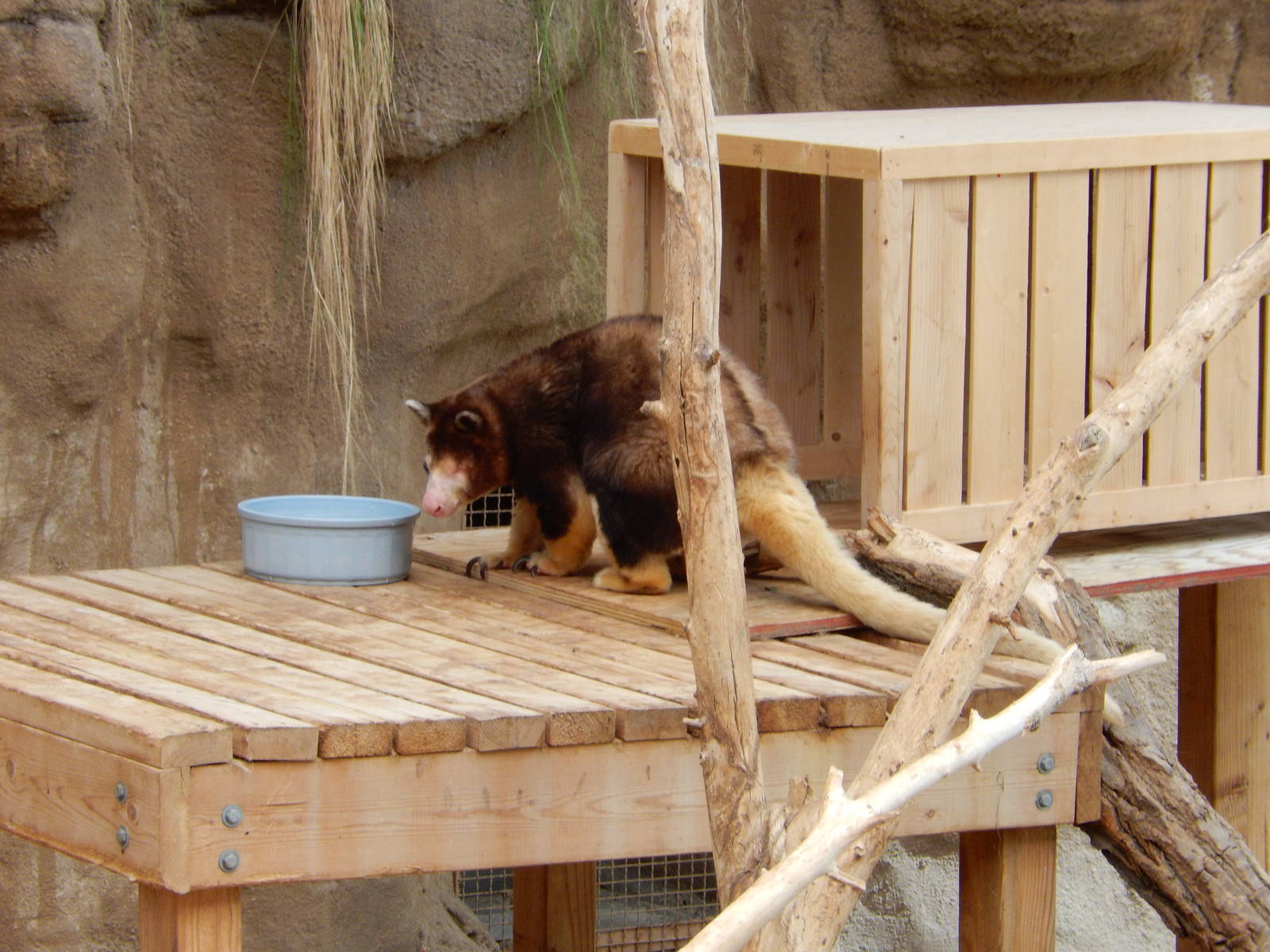 8/6/2015 - Matschie's Tree Kangaroo