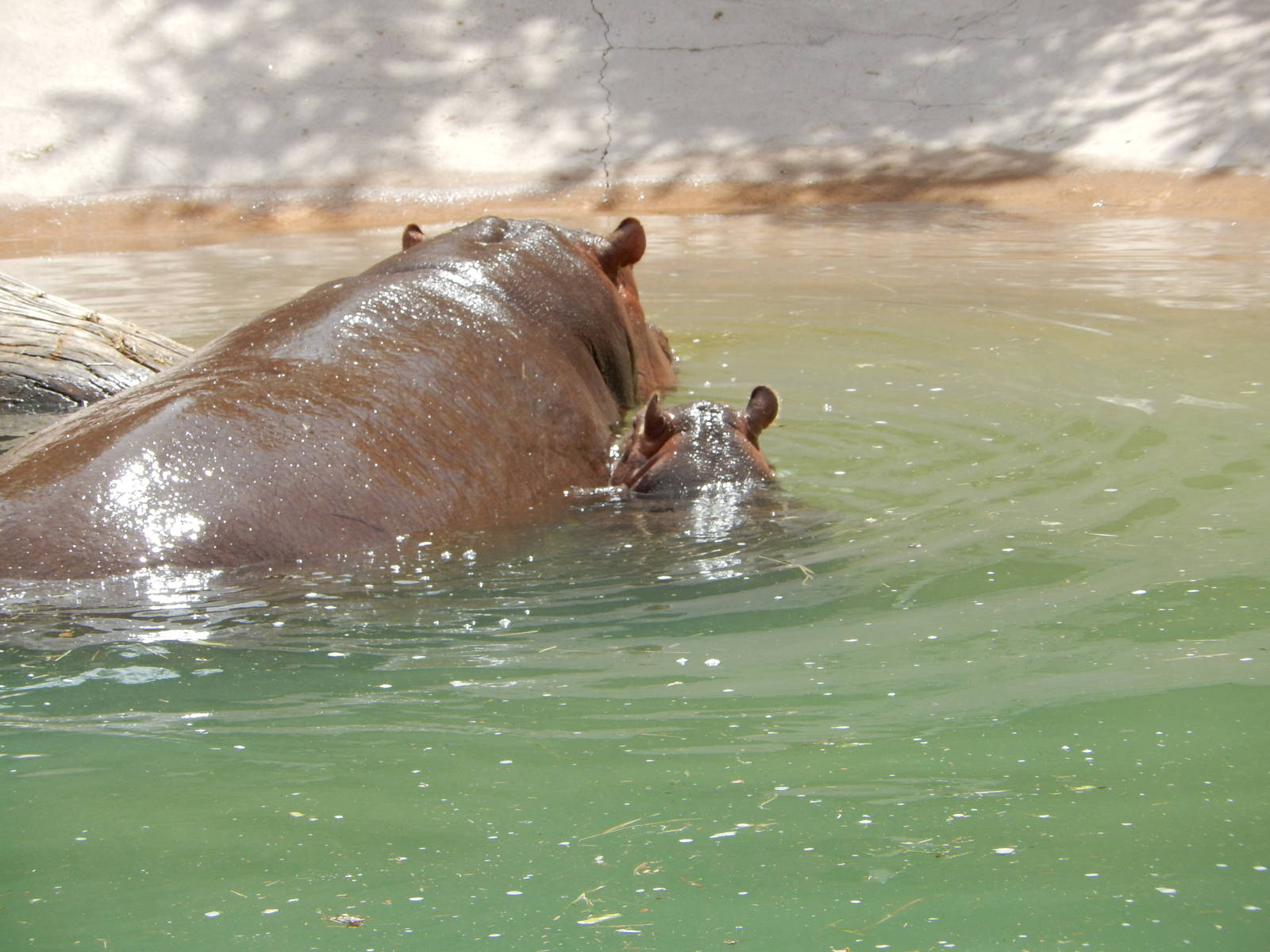 8/6/2015 - Nile Hippo and Calf