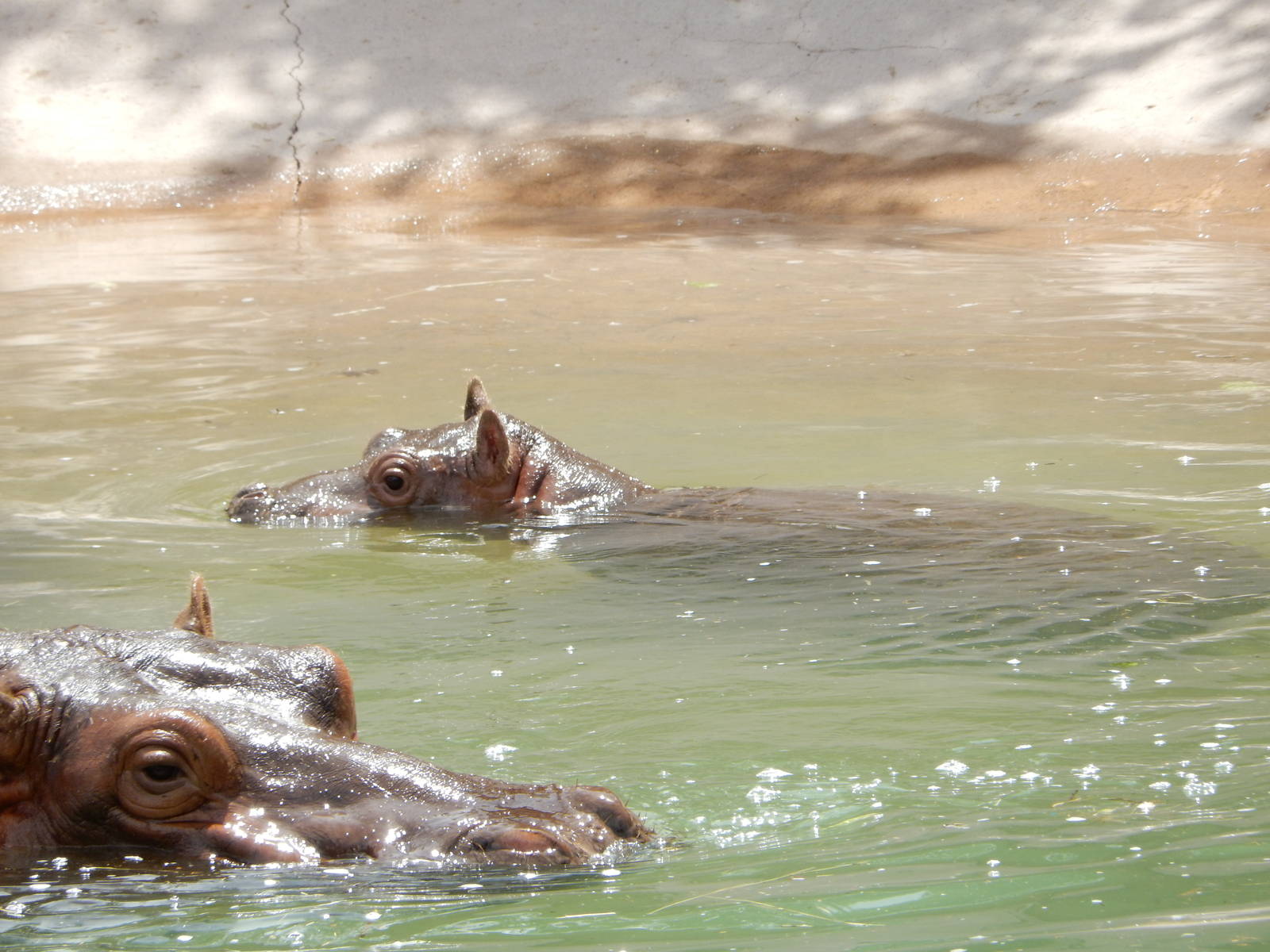 8/6/2015 - Nile Hippo and Calf