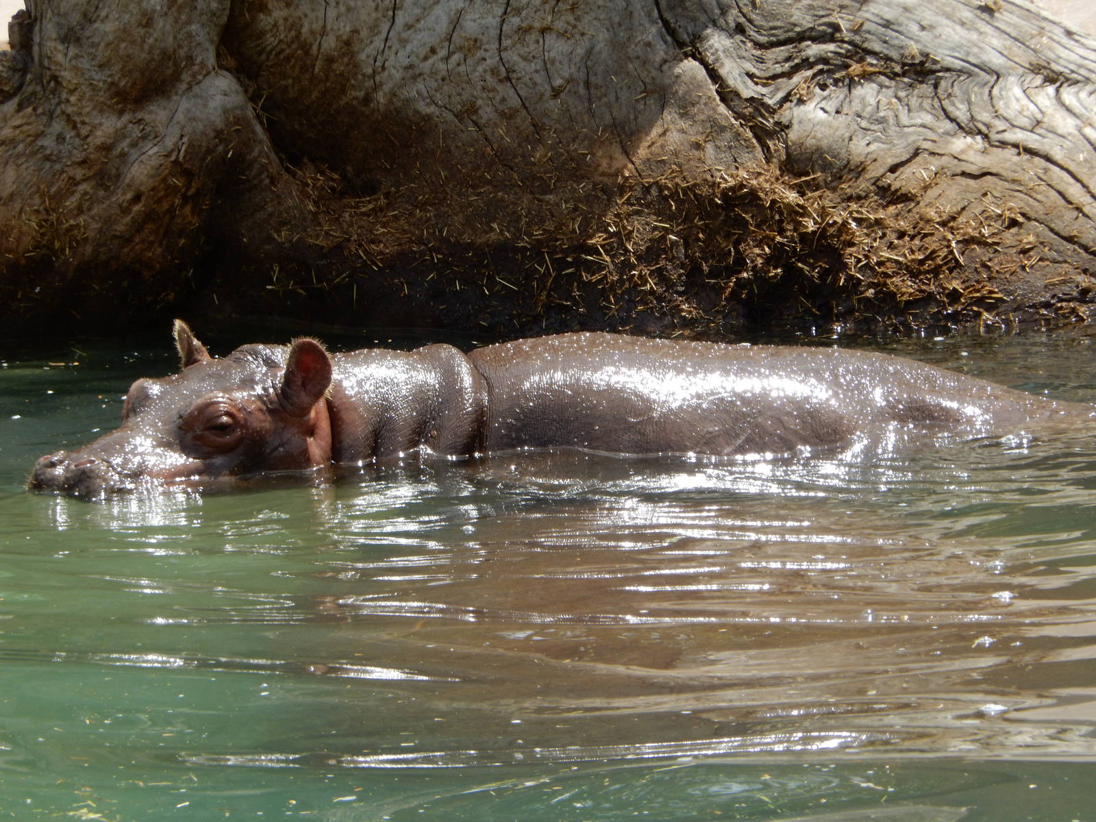 8/6/2015 - Nile Hippo Calf