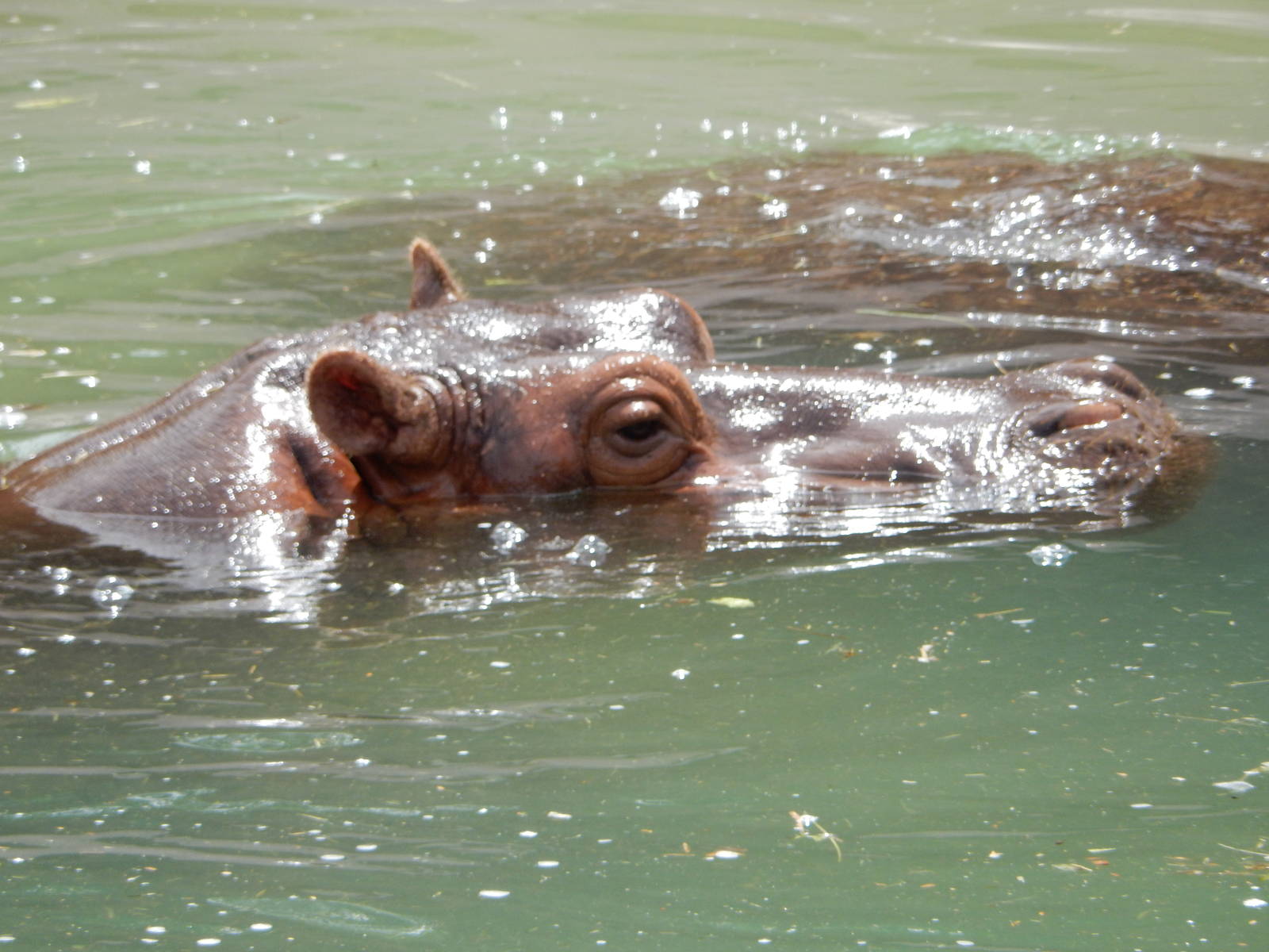 8/6/2015 - Nile Hippo