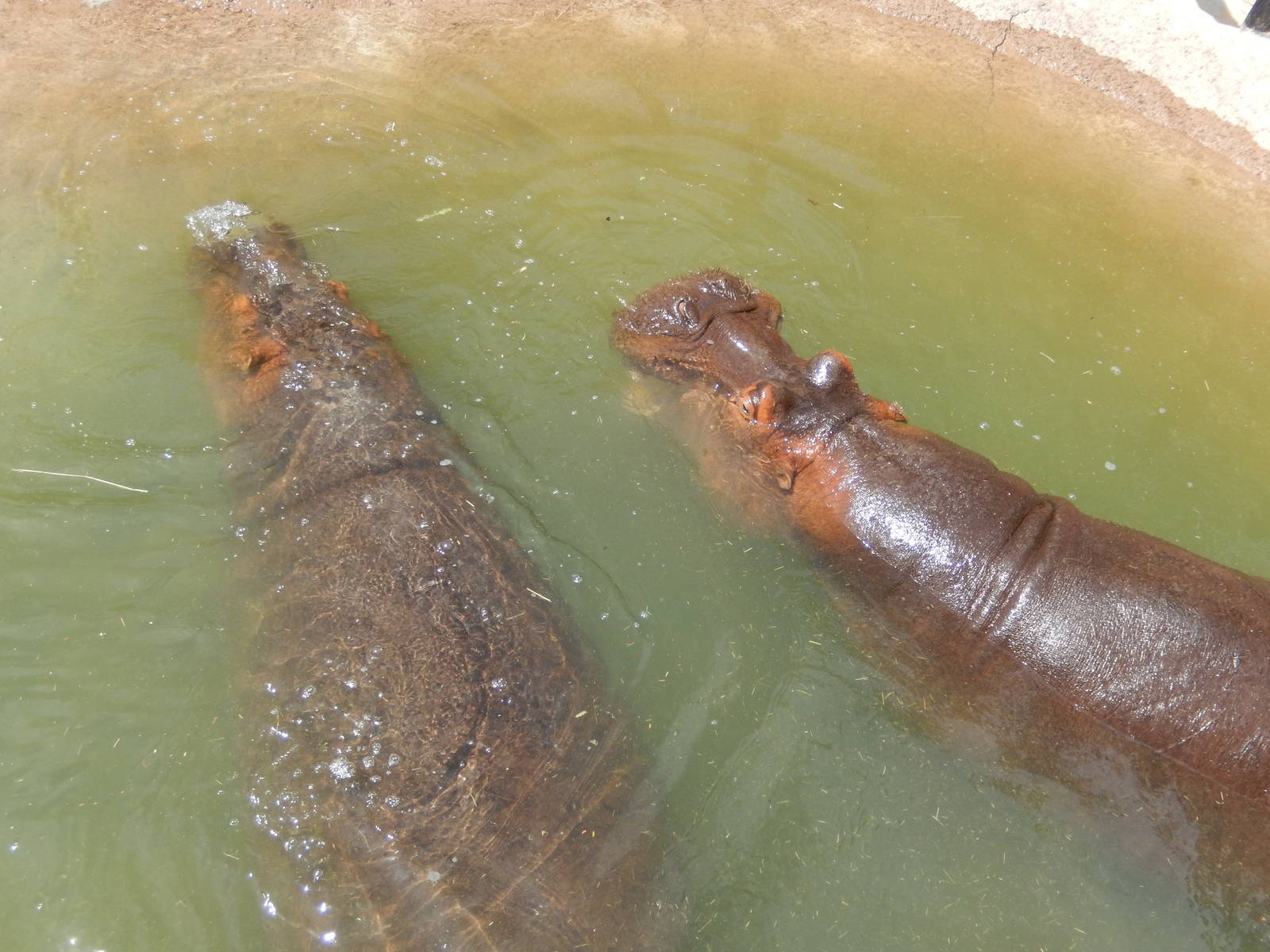 8/6/2015 - Nile Hippos