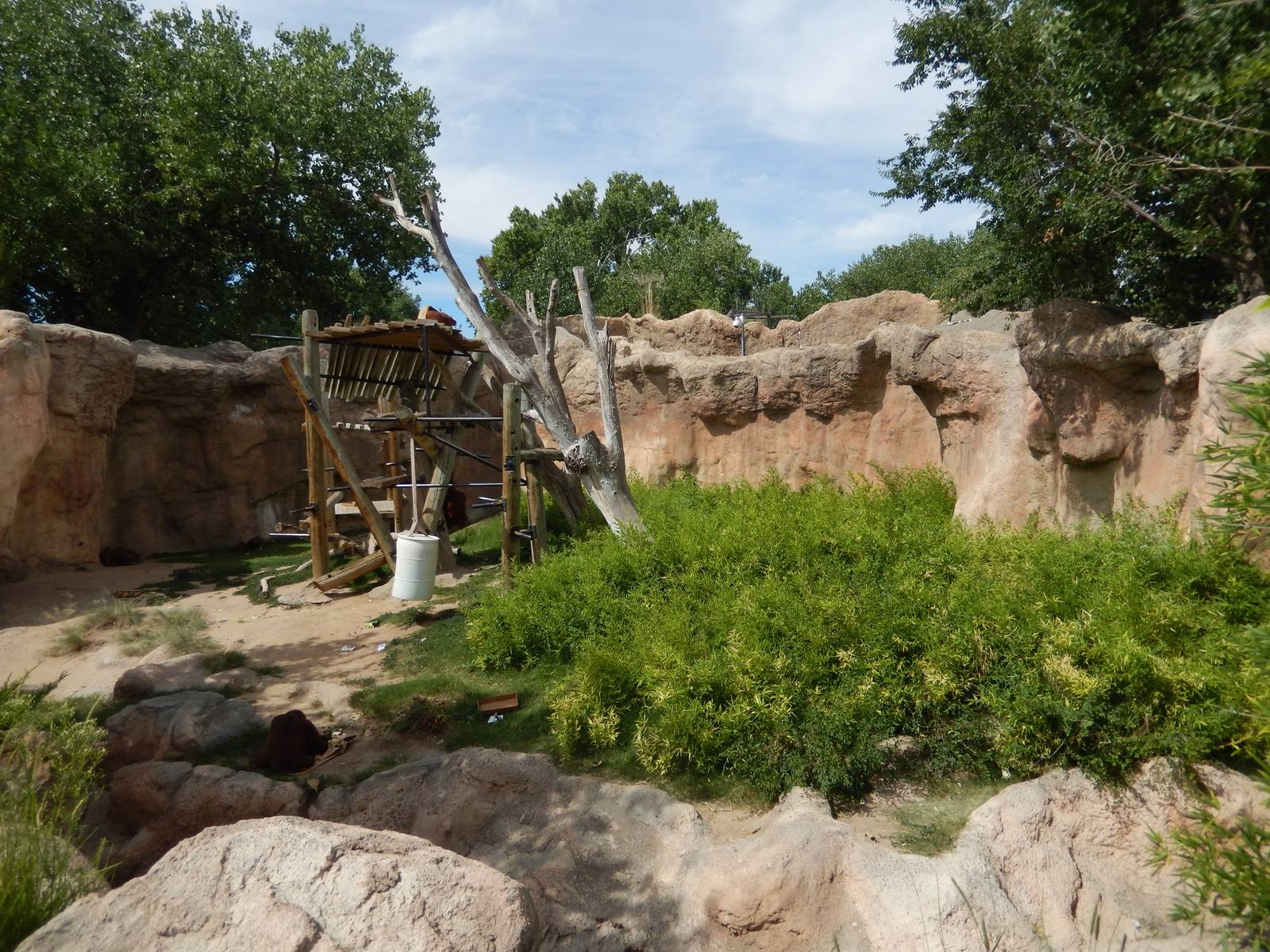 8/6/2015 - Orangutan Exhibit