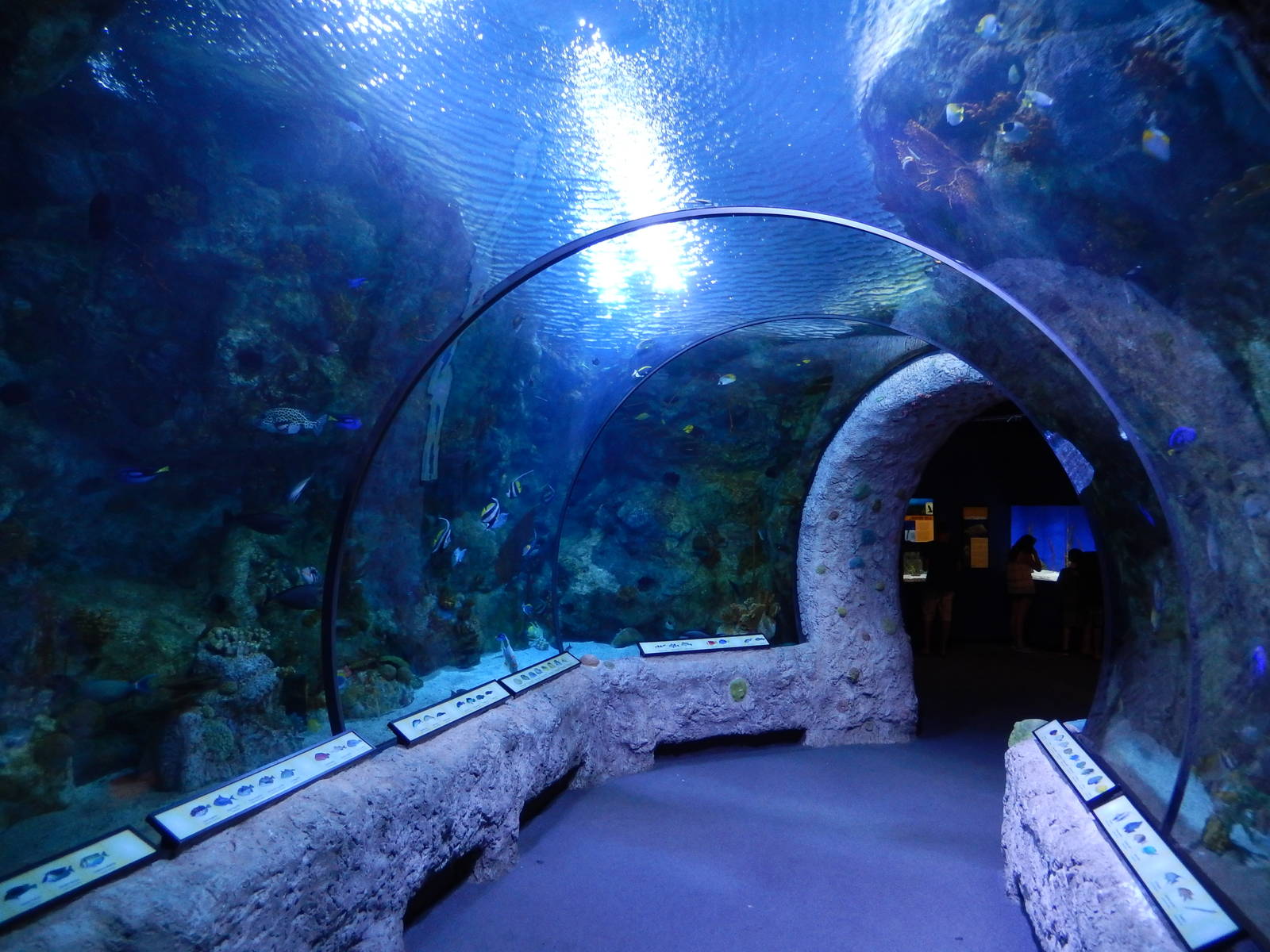 8/6/2015 - Pacific Coral Reef