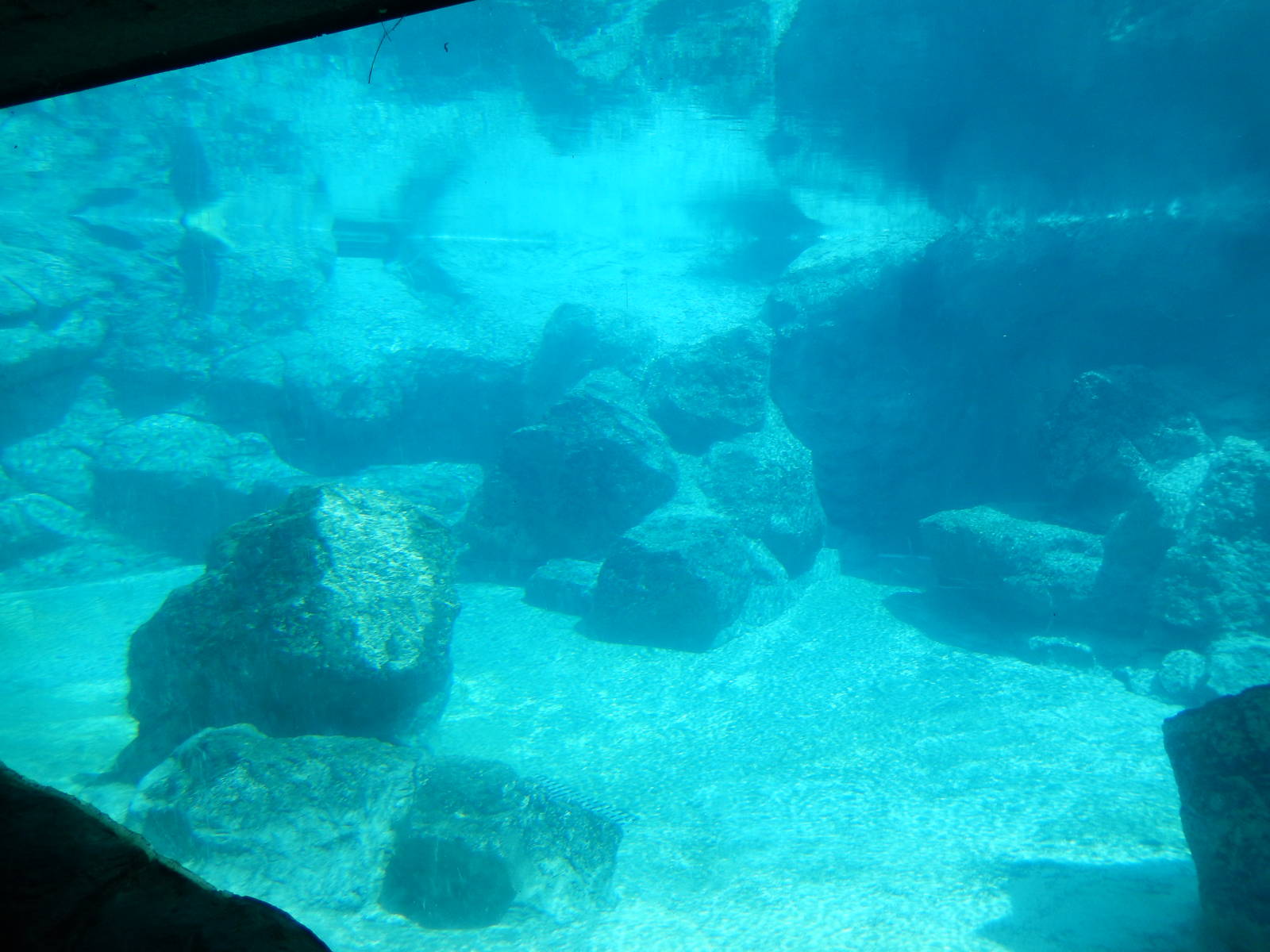 8/6/2015 - Polar Bear Habitat (Underwater)