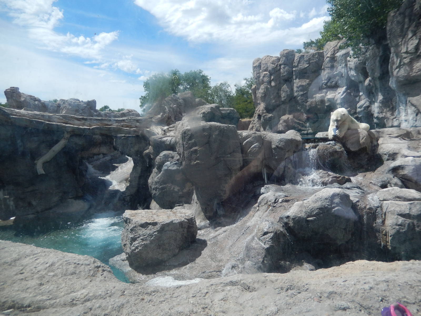 8/6/2015 - Polar Bear Habitat