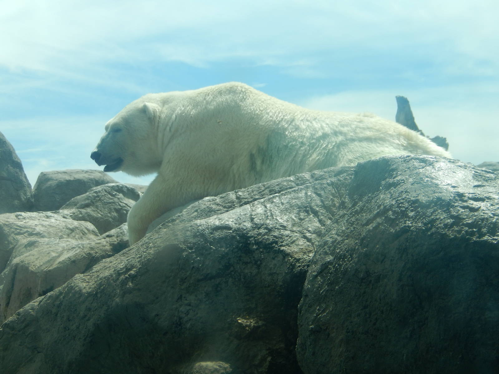 8/6/2015 - Polar Bear