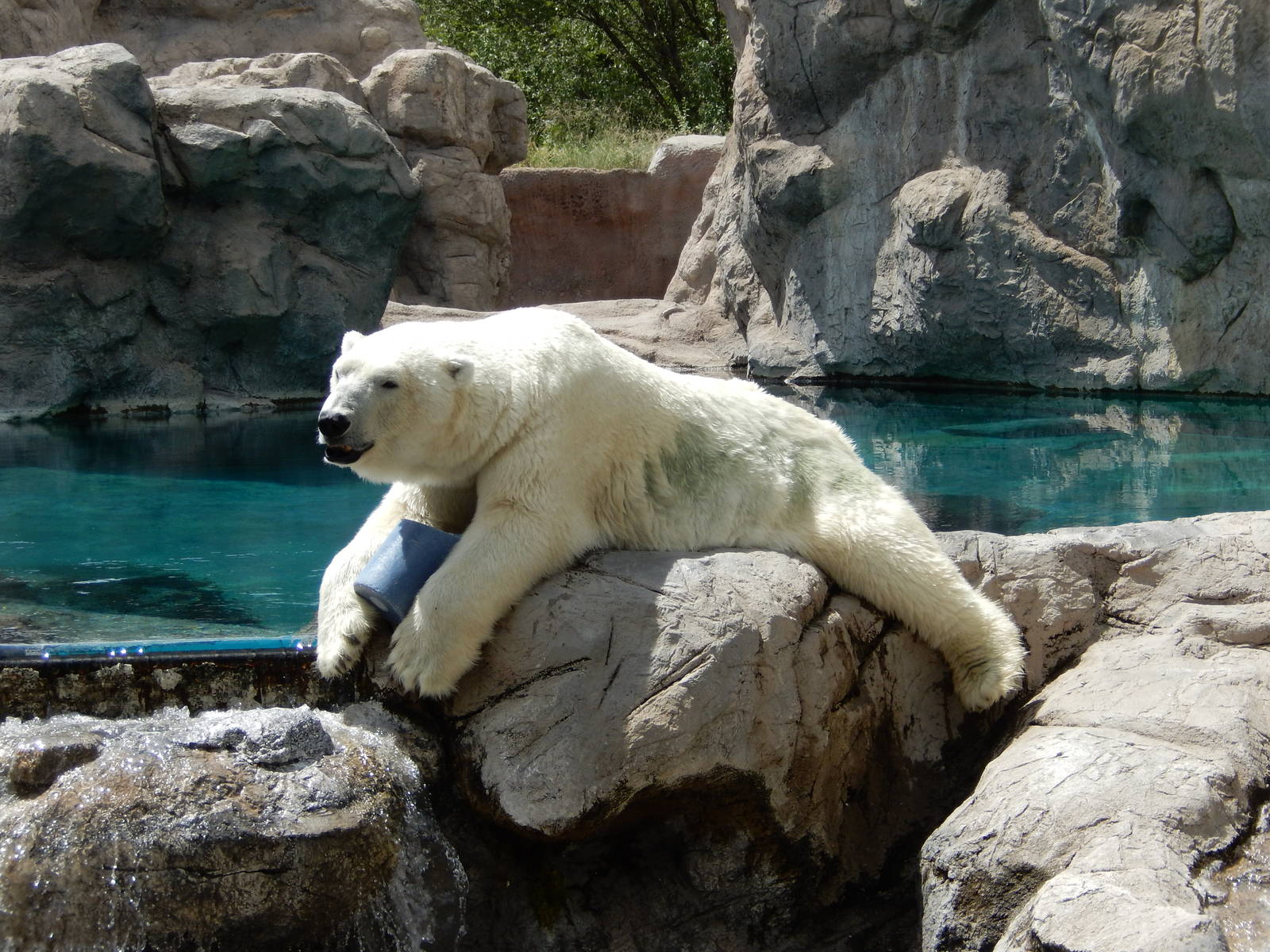 8/6/2015 - Polar Bear