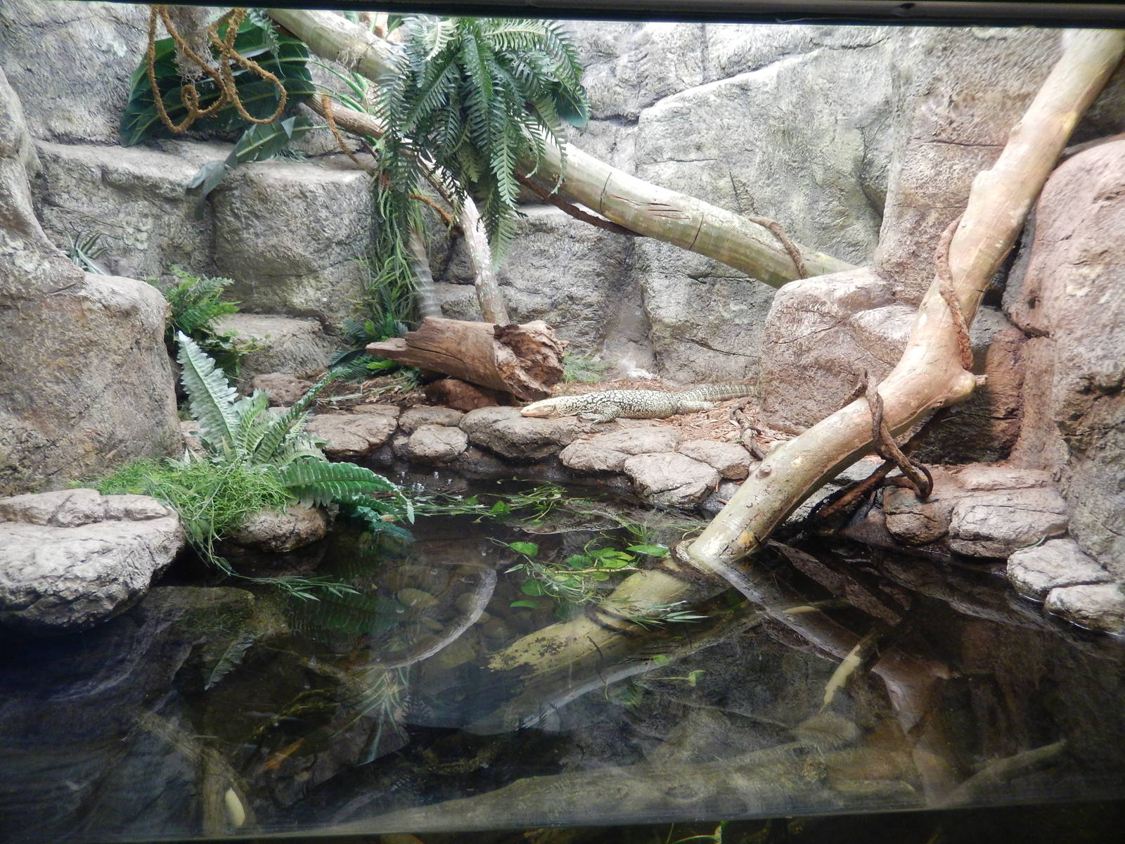8/6/2015 - Quince Monitor Terrarium