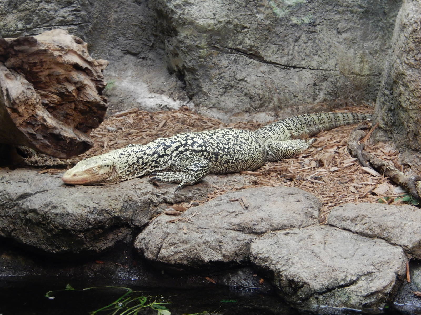 8/6/2015 - Quince Monitor
