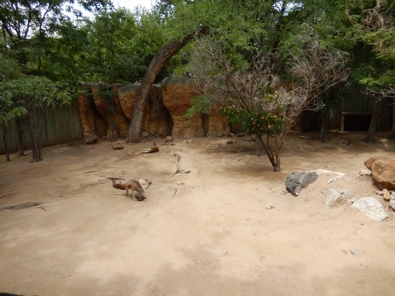 8/6/2015 - Red Kangaroo Habitat (Left Half)