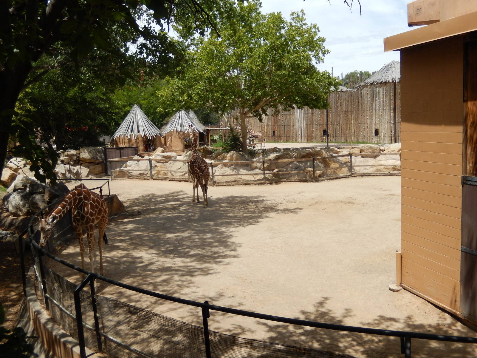 8/6/2015 - Reticulated Giraffe Exhibits