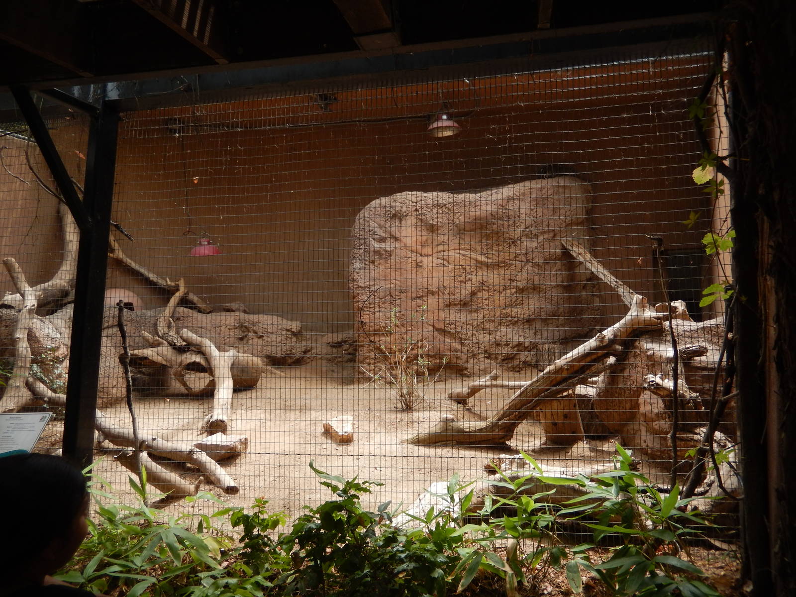 8/6/2015 - Rock Hyrax Exhibit