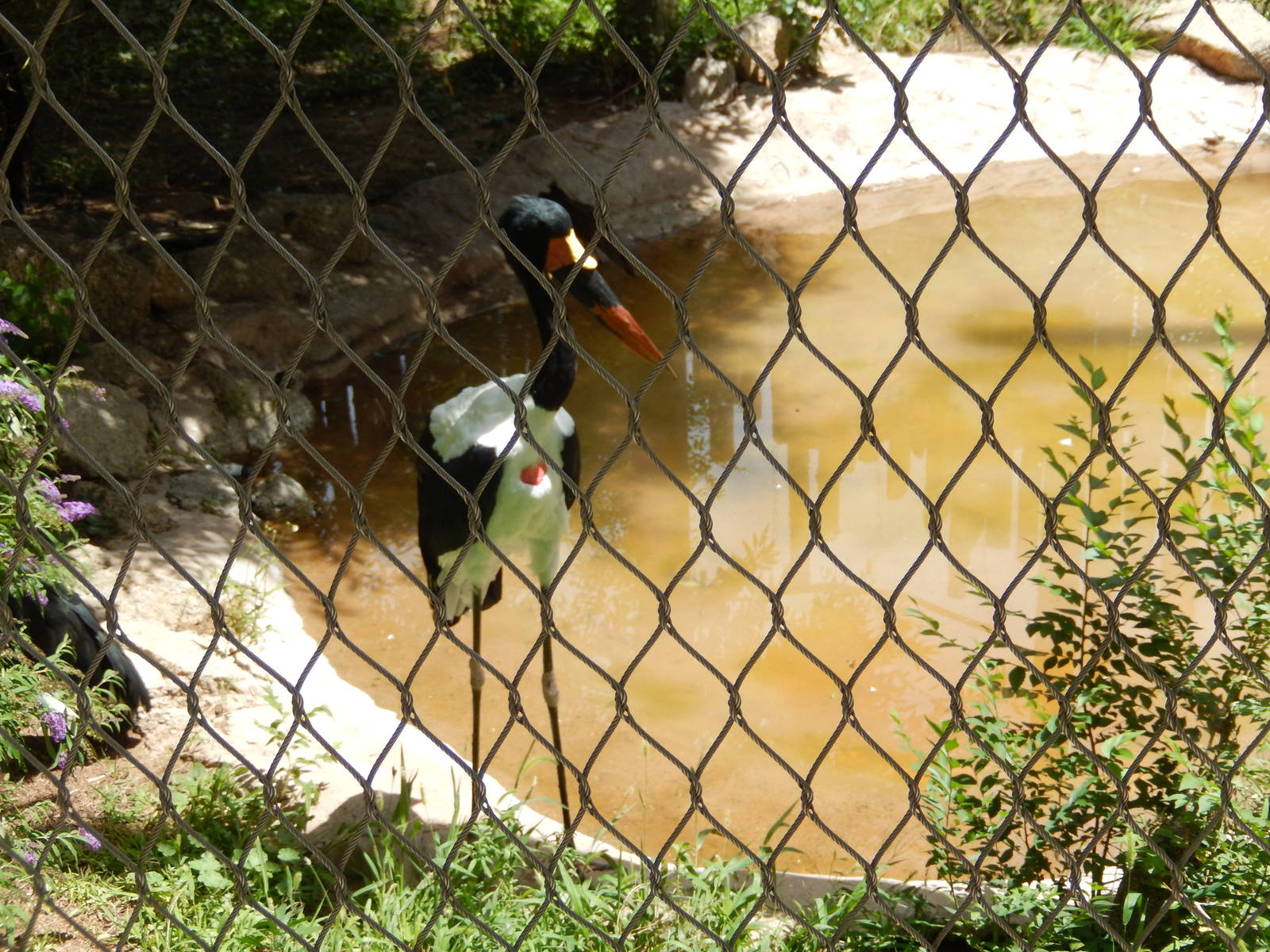 8/6/2015 - Saddle-Billed Stork