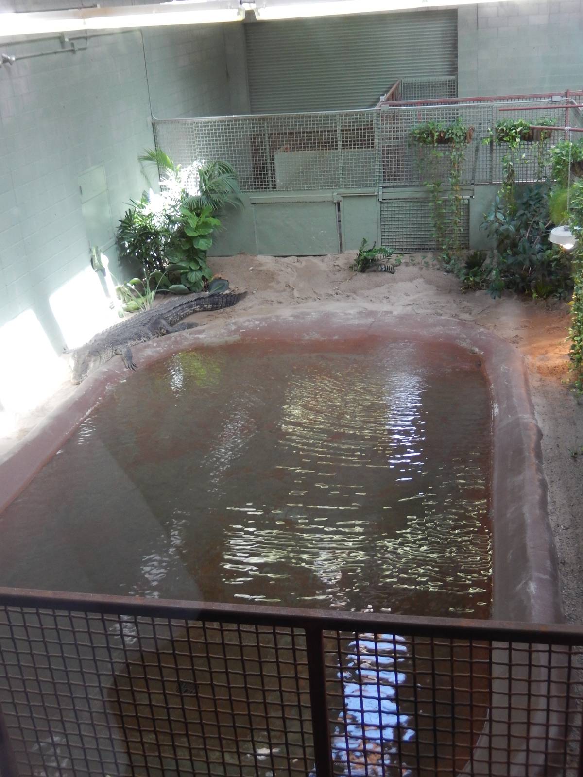 8/6/2015 - Saltwater Crocodile Exhibit