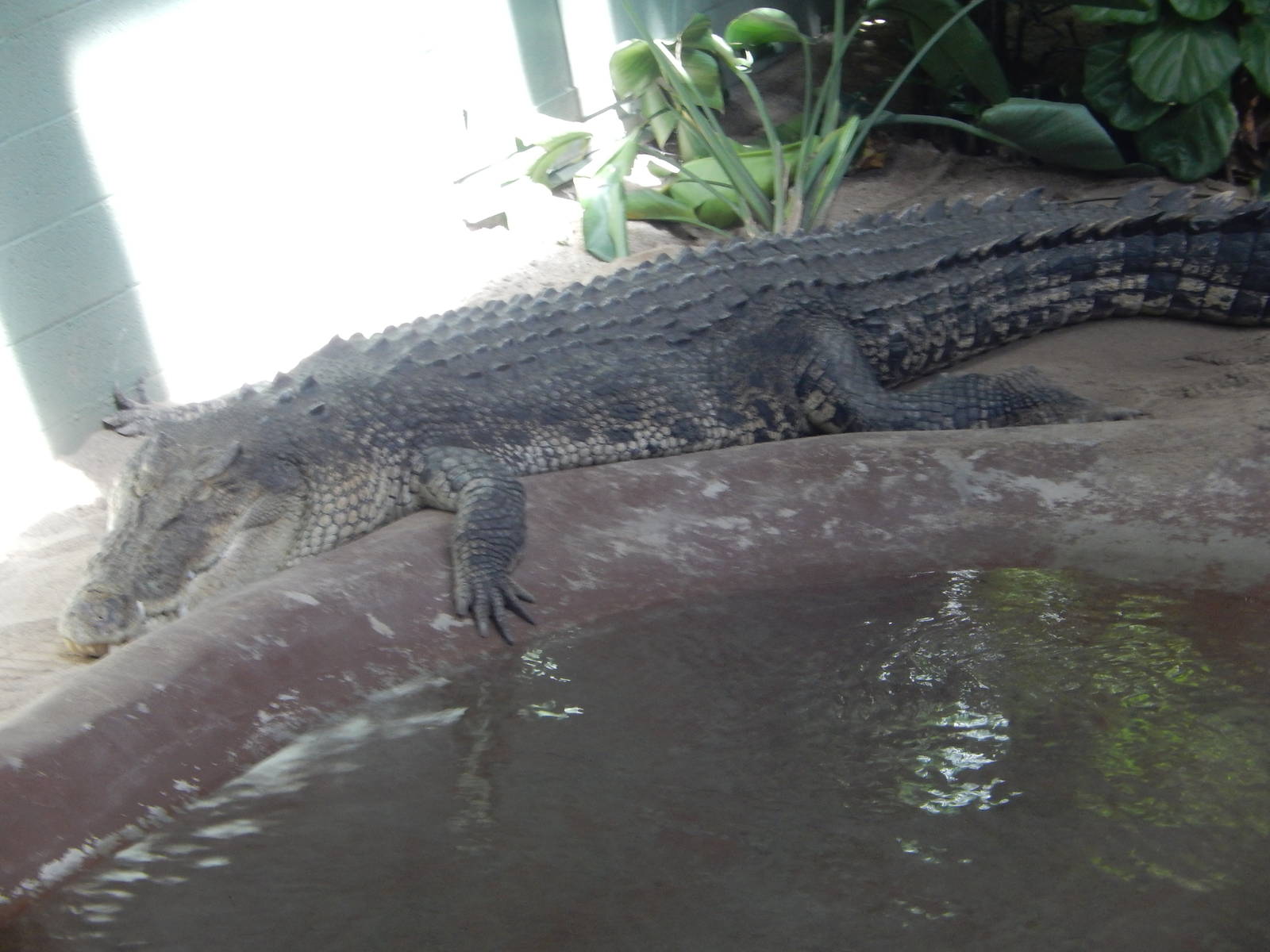 8/6/2015 - Saltwater Crocodile