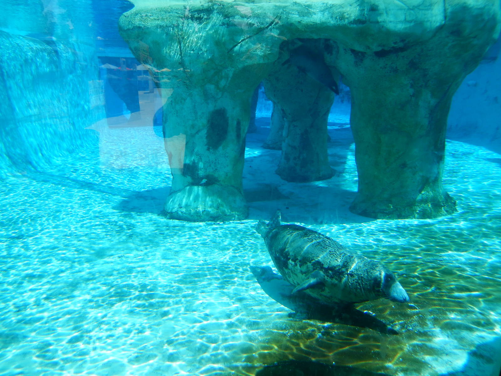 8/6/2015 - Seal/Sea Lion Habitat (Underwater)
