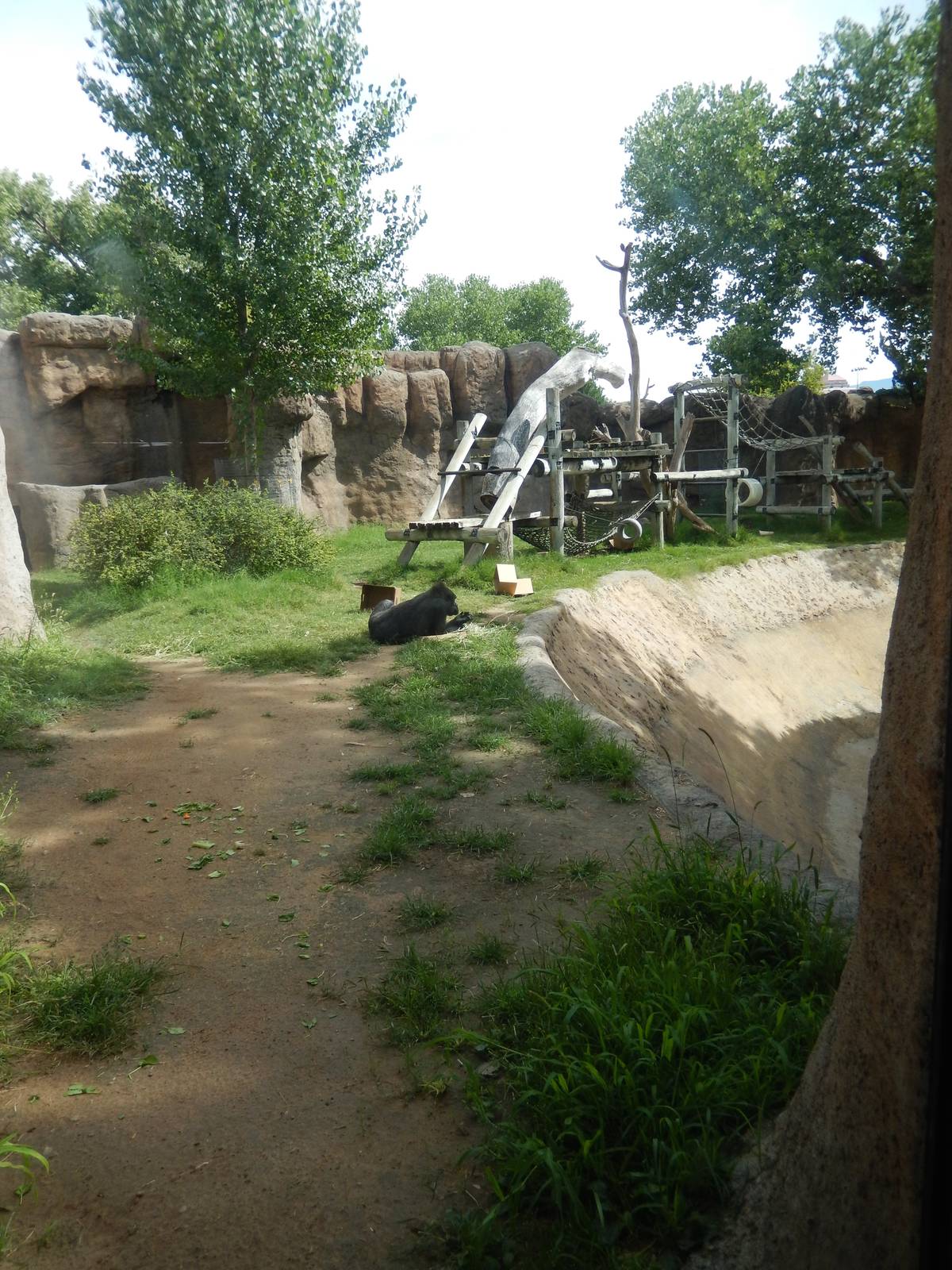 8/6/2015 - Second Gorilla Exhibit
