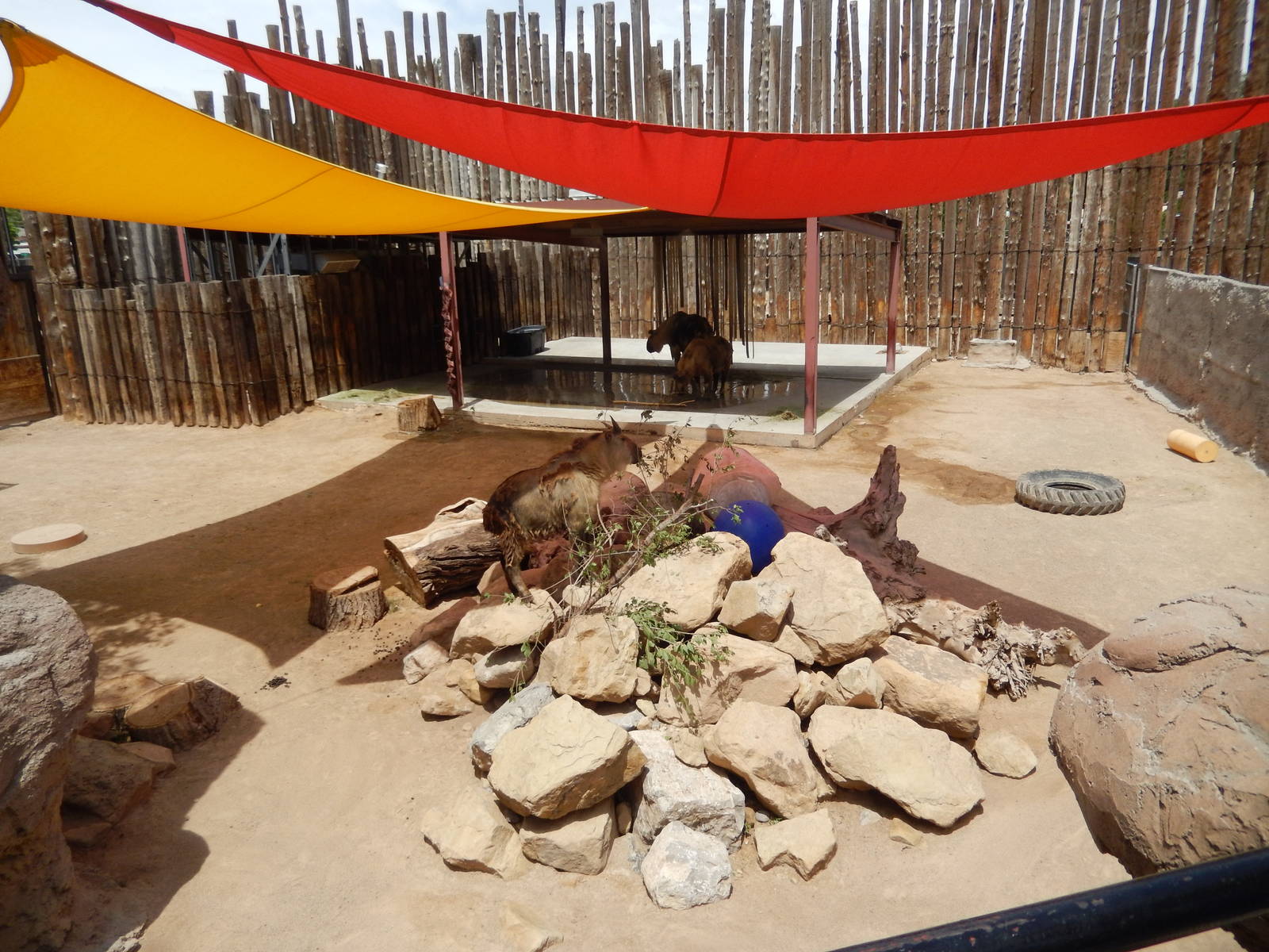 8/6/2015 - Second Takin Exhibit