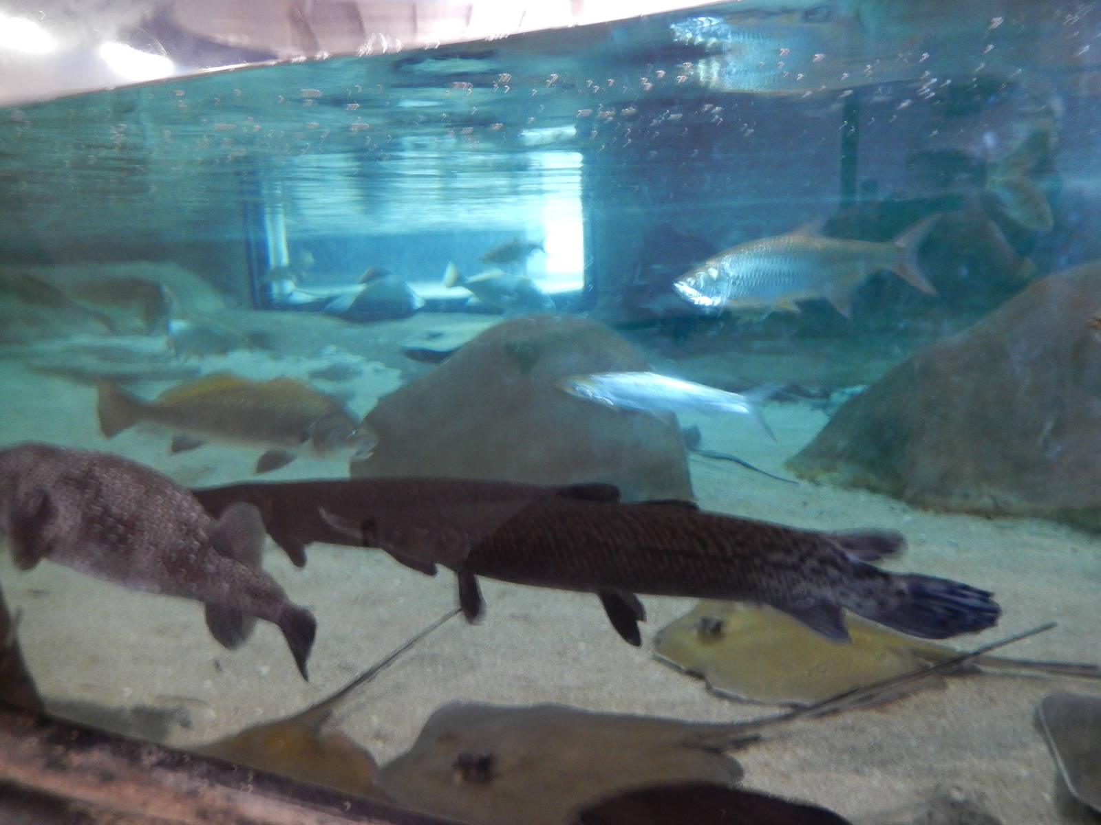 8/6/2015 - Shallows & Shores