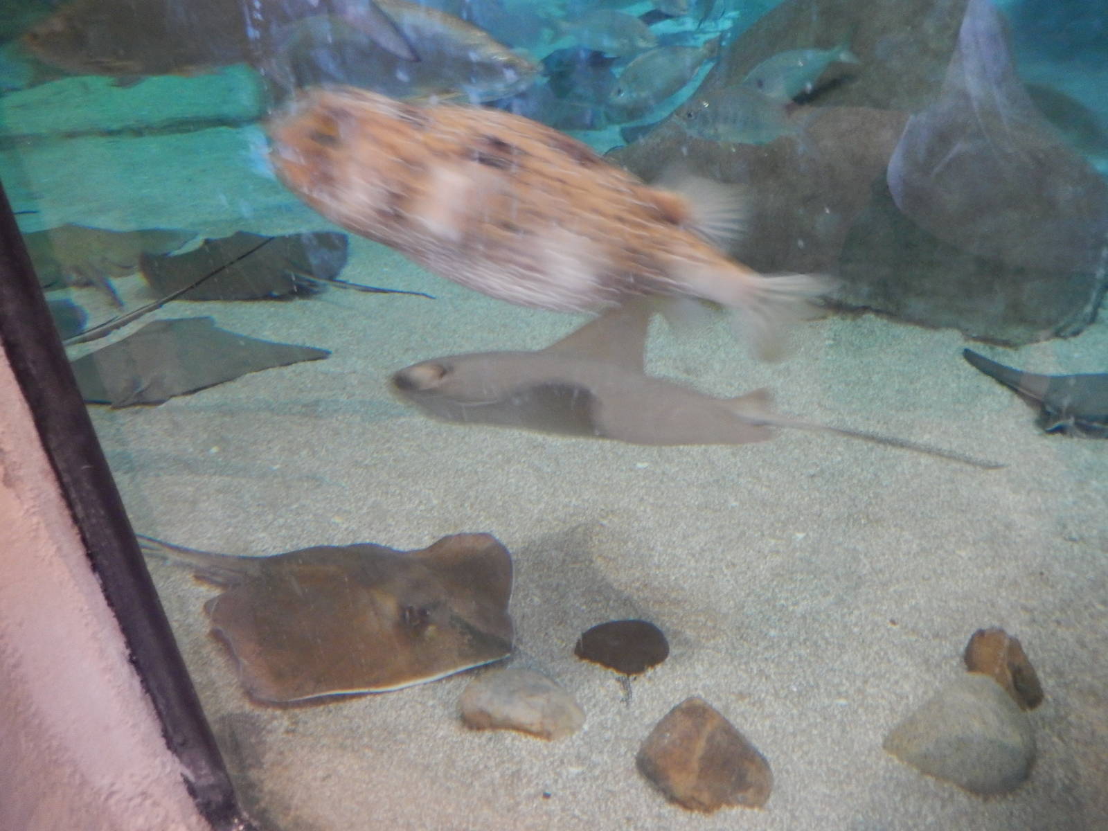 8/6/2015 - Shallows & Shores