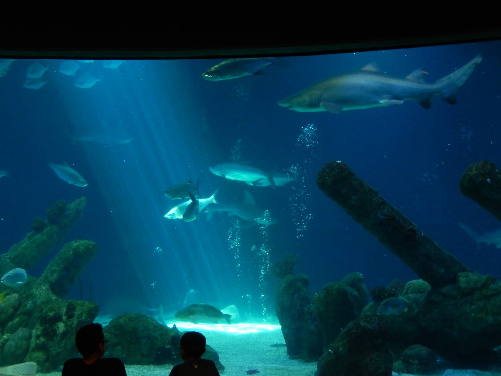 8/6/2015 - Shark Tank