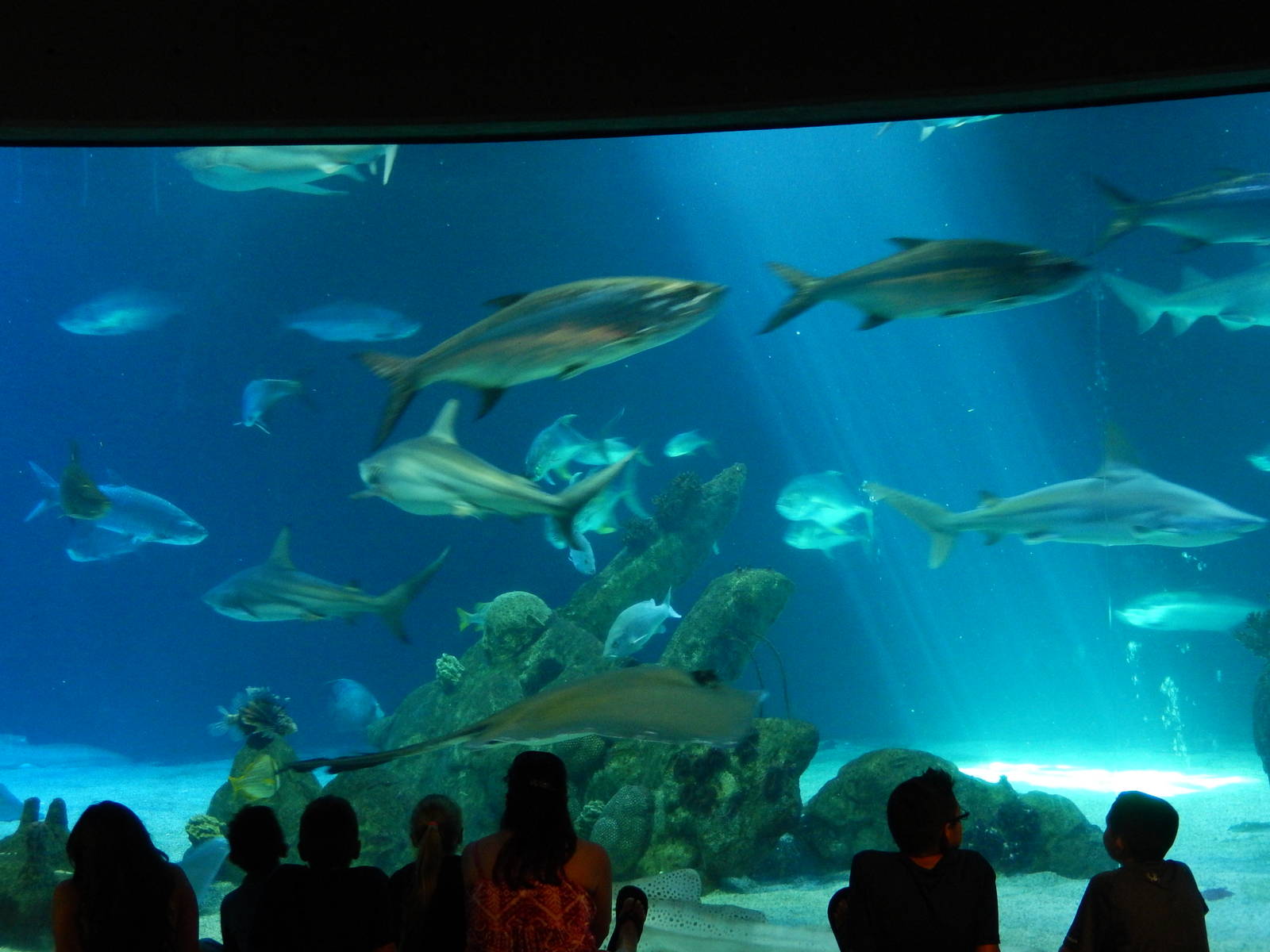 8/6/2015 - Shark Tank