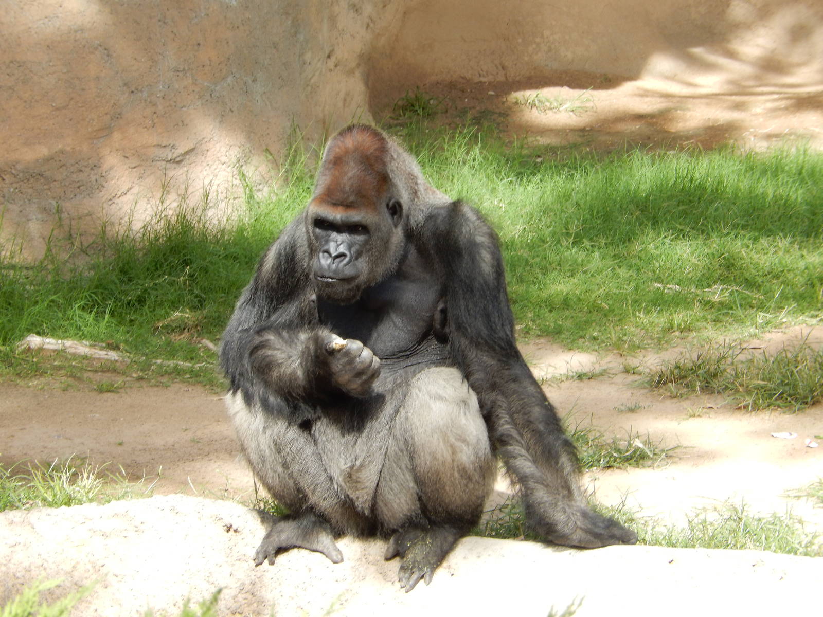 8/6/2015 - Silverback Gorilla