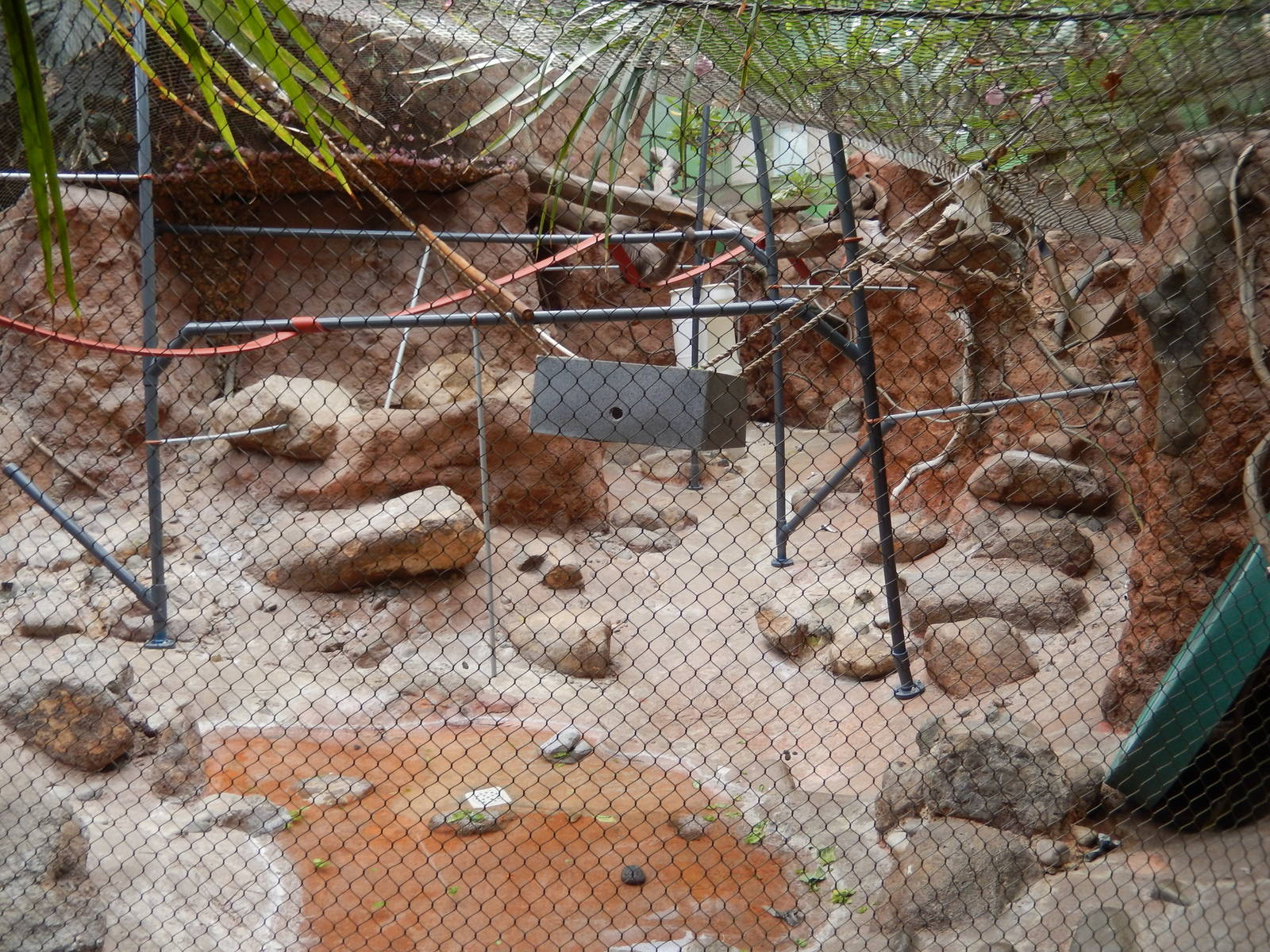 8/6/2015 - Spider Monkey Exhibit