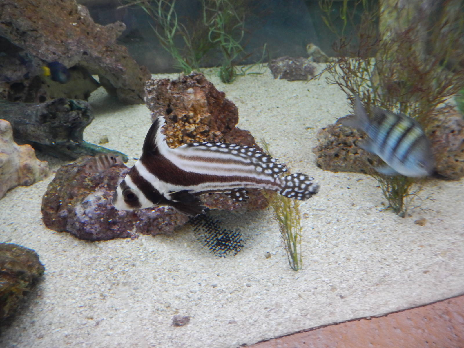 8/6/2015 - Spotted Drum